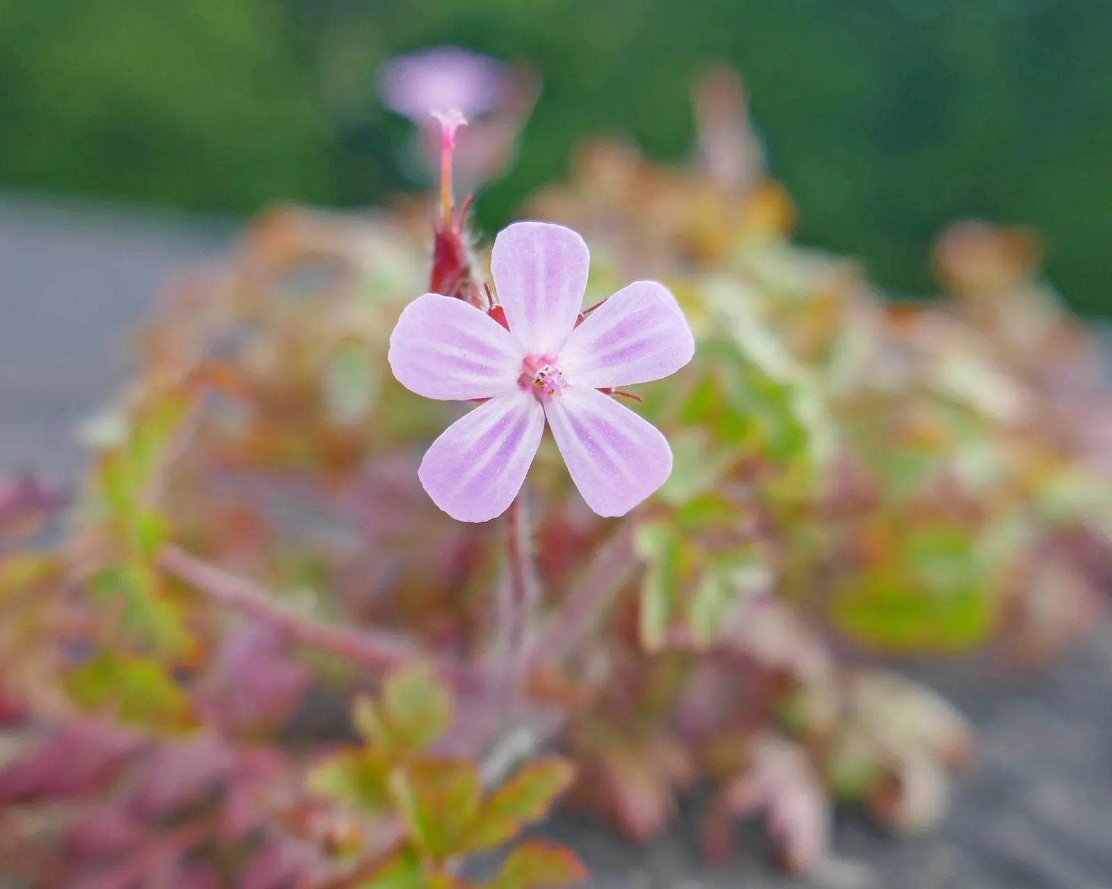 Cranesbill (Pelargonium hortorum) — or mass planting for a dramatic effect; the Red Geranium (Pelargonium spp.)