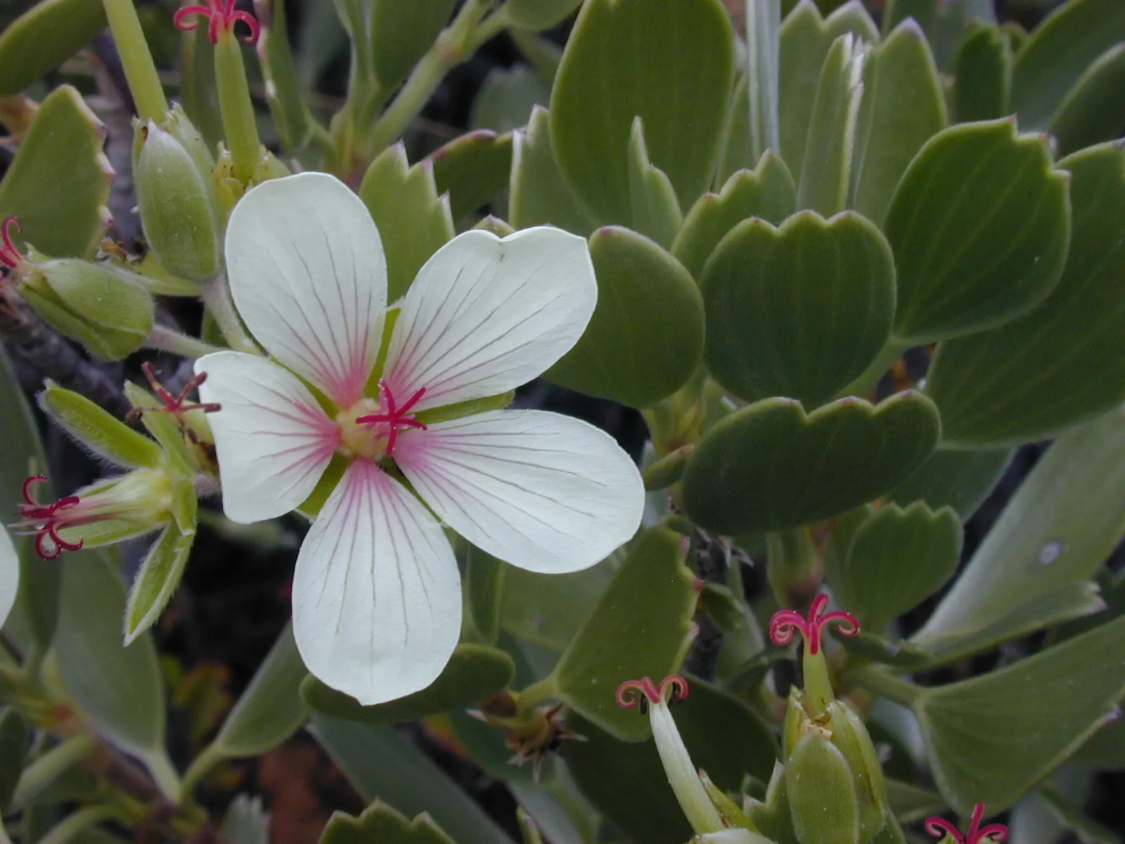 Cranesbill (Pelargonium hortorum) — rounded clusters of vivid red flowers atop succulent stems