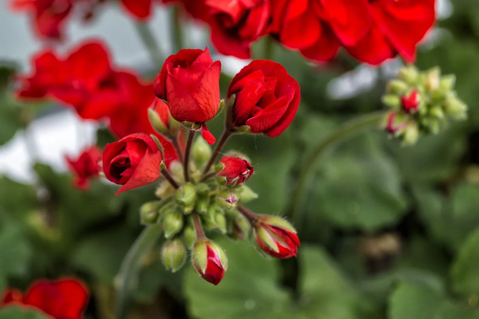 Cranesbill (Pelargonium hortorum) — Hardy in USDA zones 10-11; red Geraniums perform best in full sun to partial shade