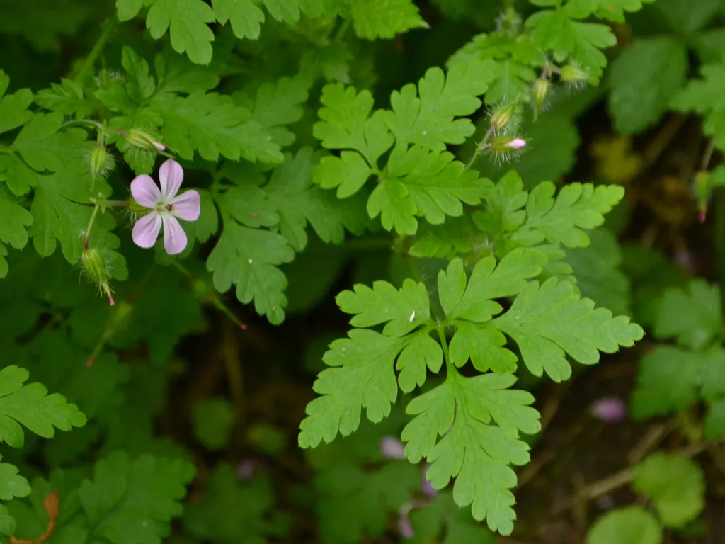 Cranesbill (Pelargonium hortorum) — perennial for full or half