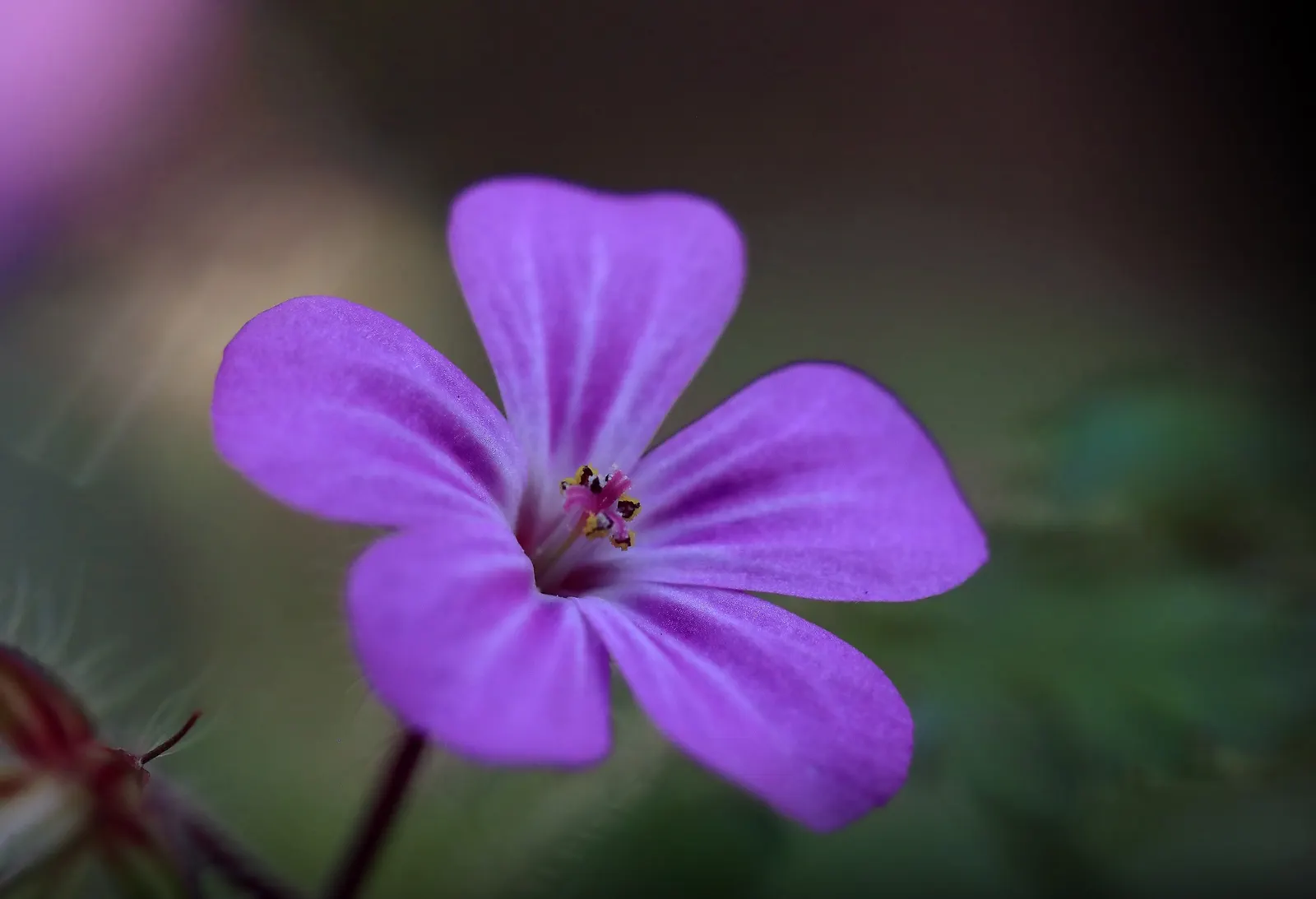 Cranesbill (Pelargonium hortorum) — Regular deadheading encourages continuous flowering