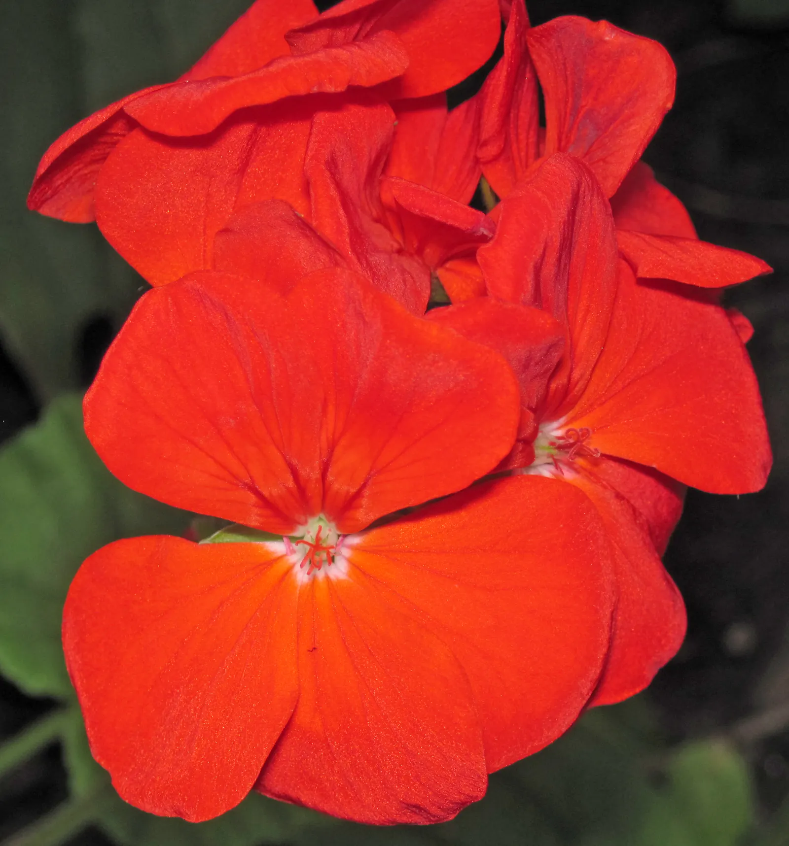 Cranesbill (Pelargonium hortorum) — Regular deadheading encourages continuous flowering; with a robust growth habit, image 71