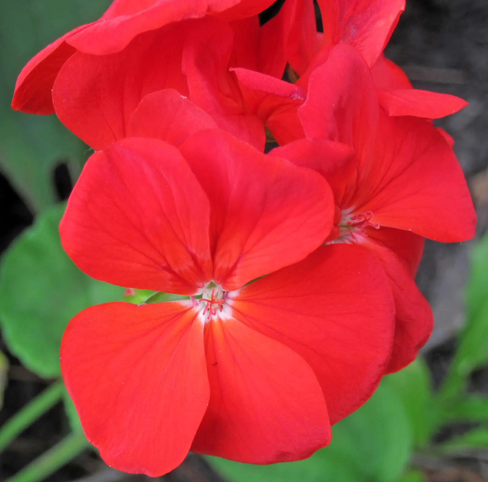 Cranesbill (Pelargonium hortorum) — Its lush foliage, spanning 4-5 inches, offers a lush backdrop; <br><br>To ensure continuous blooms, deadheading, image 68