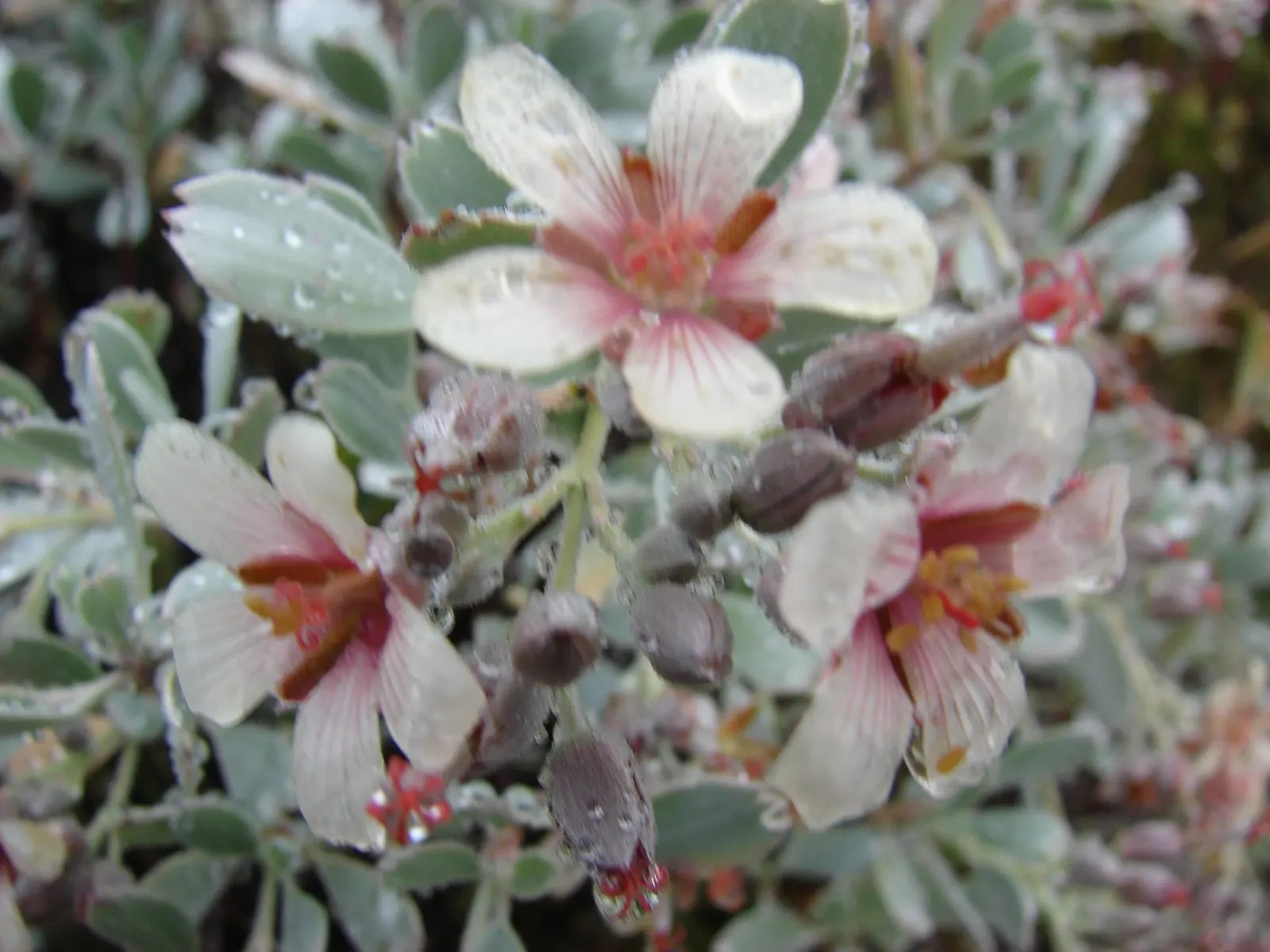 Cranesbill (Pelargonium hortorum) — is a classic staple in any garden design