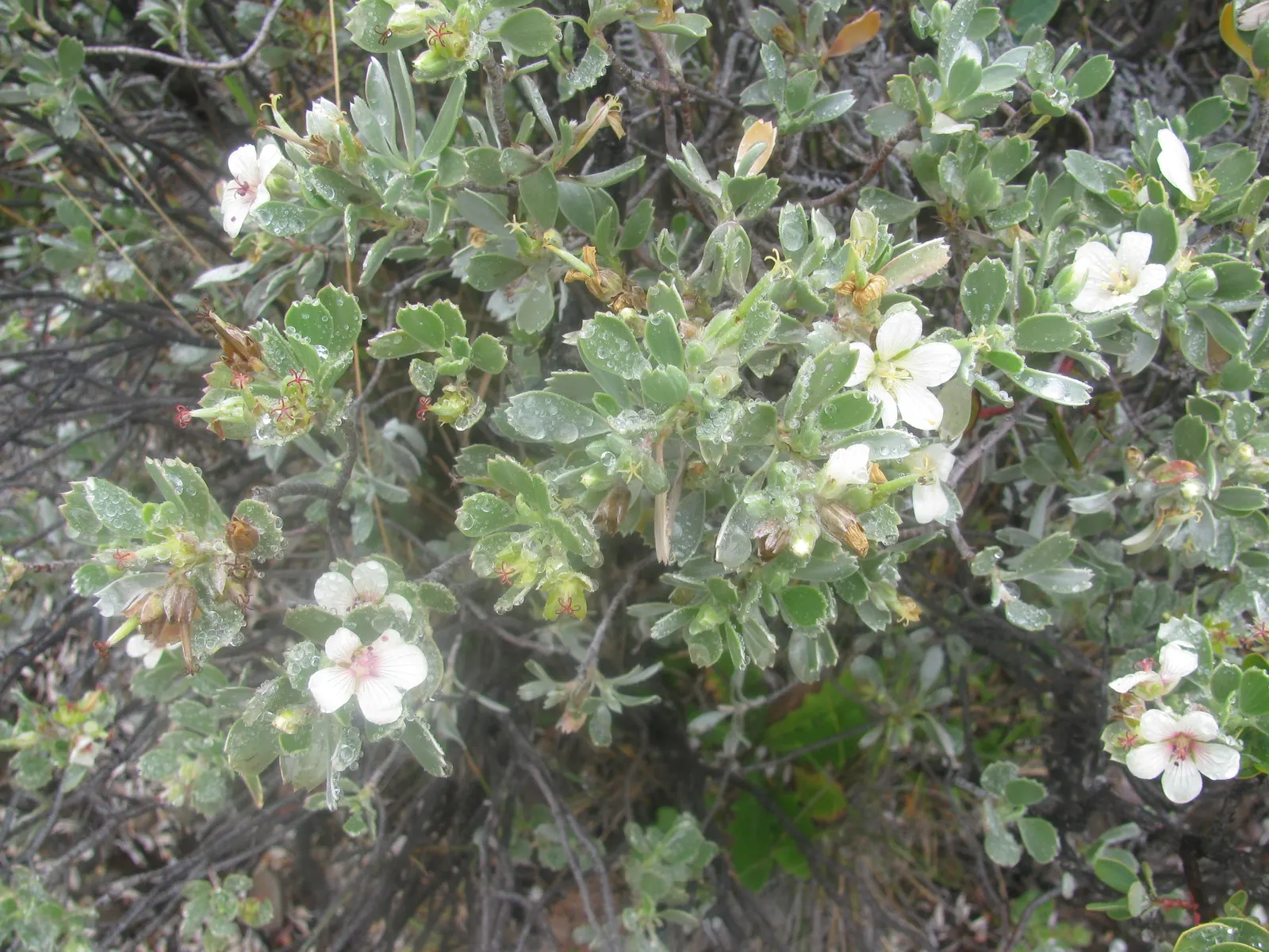 Cranesbill (Pelargonium hortorum) — sporting rounded clusters of red flowers atop sturdy stems