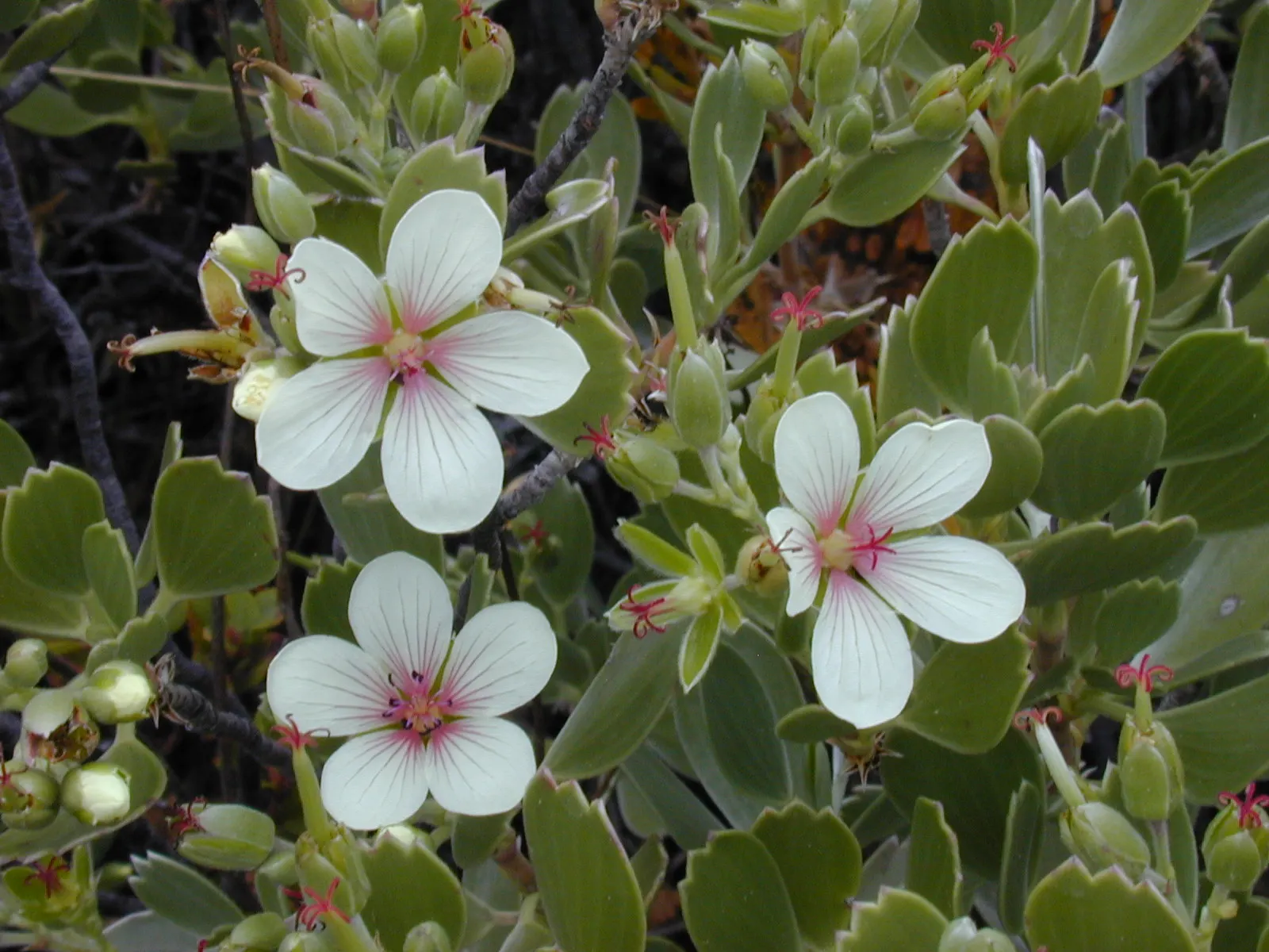 Cranesbill (Pelargonium hortorum) — This geranium variety is ideal for container plantings