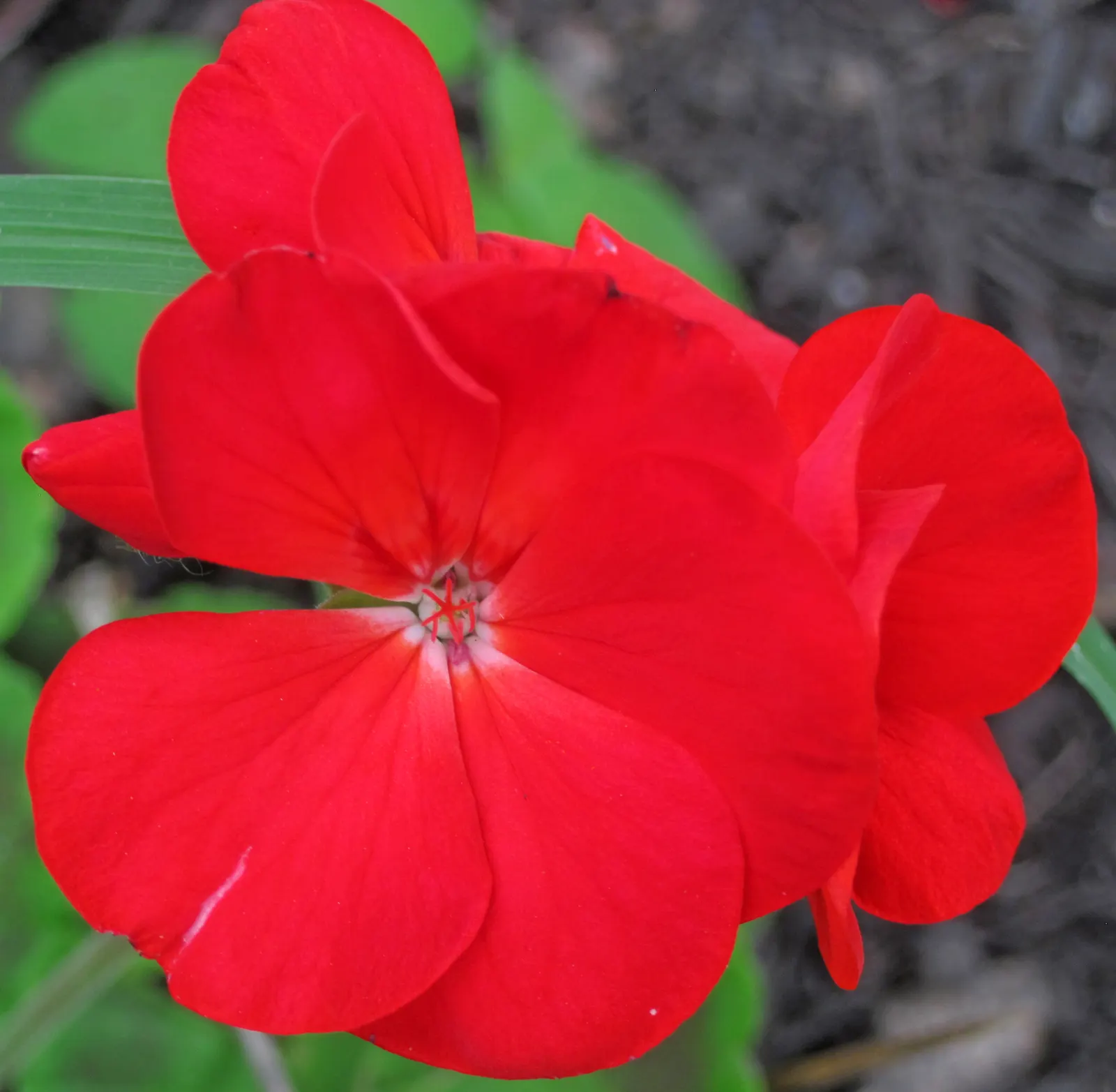 Cranesbill (Pelargonium hortorum) — Loves full sun and well-draining soil