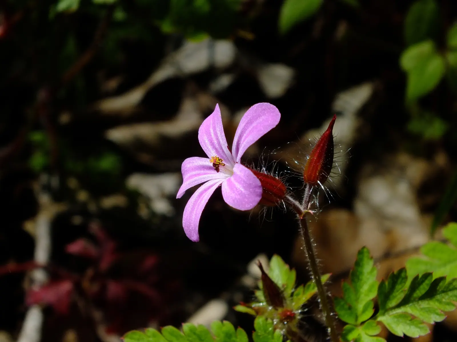 Cranesbill (Pelargonium hortorum) — requiring a minimum of 6 hours of direct sunlight daily to maintain their vibrant flowering