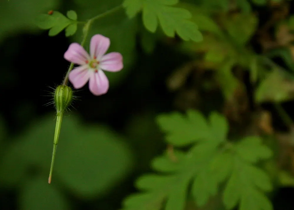 Cranesbill (Pelargonium hortorum) — offering a striking pop of color