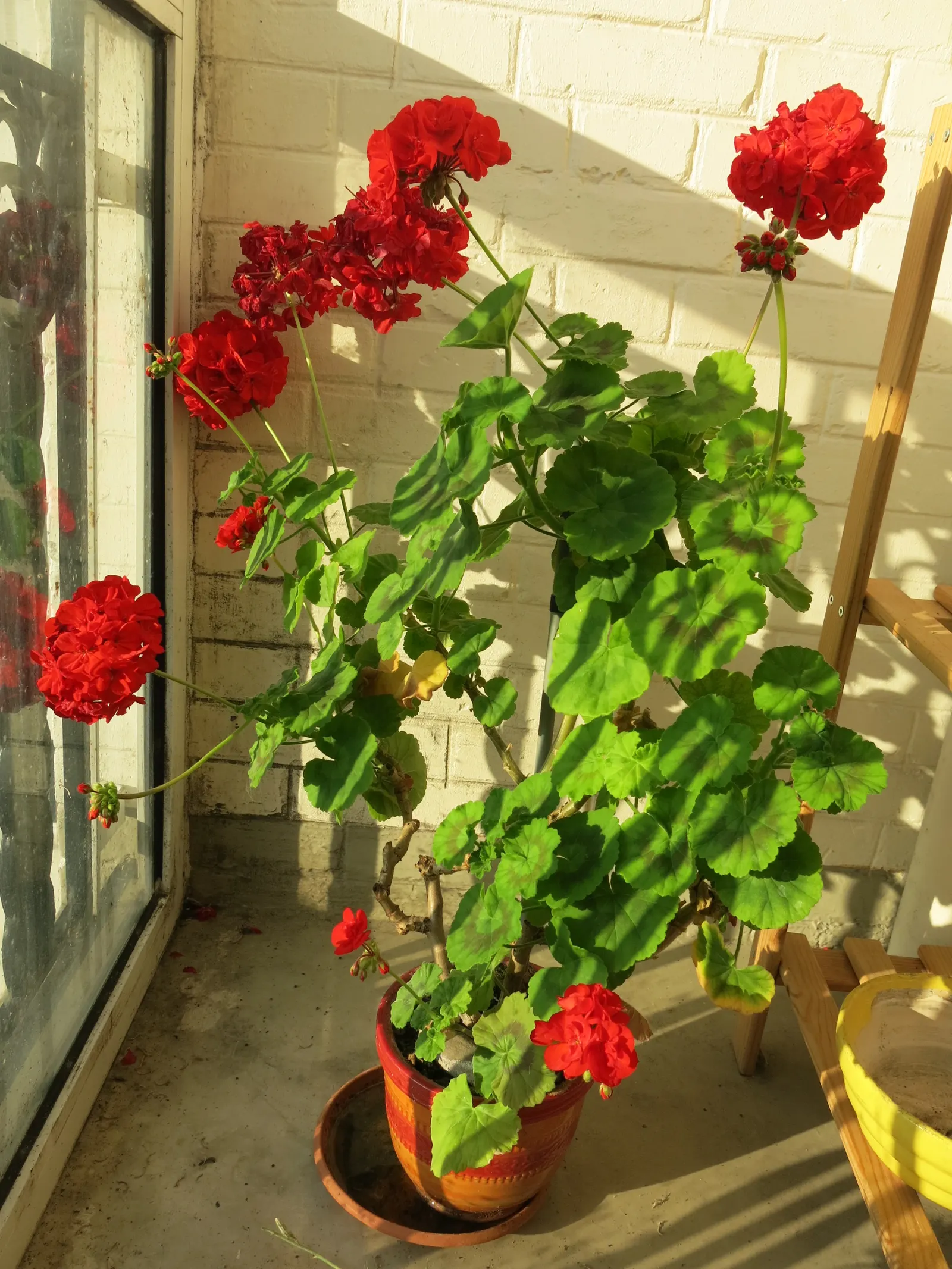 Cranesbill (Pelargonium hortorum) — it reaches a mature size of 12 to 18 inches in both height and width