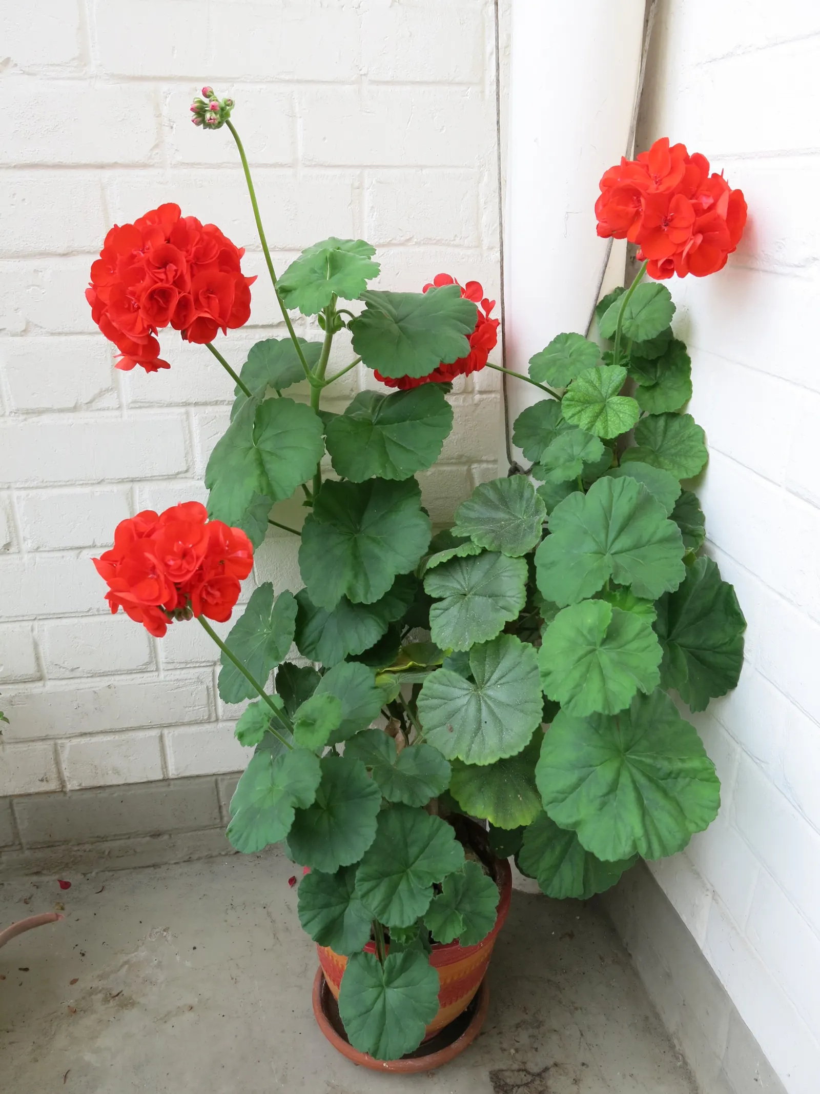 Cranesbill (Pelargonium hortorum) — offering low maintenance and high visual impact in the landscape