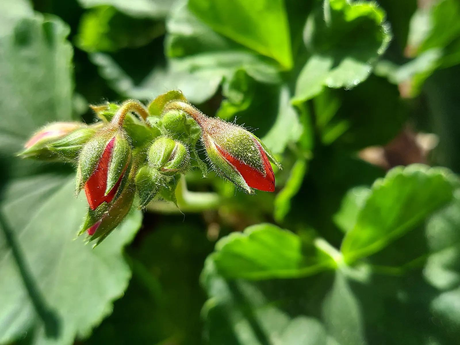 Cranesbill (Pelargonium hortorum) — With a robust growth habit; perennial with multi-colored and red blooms