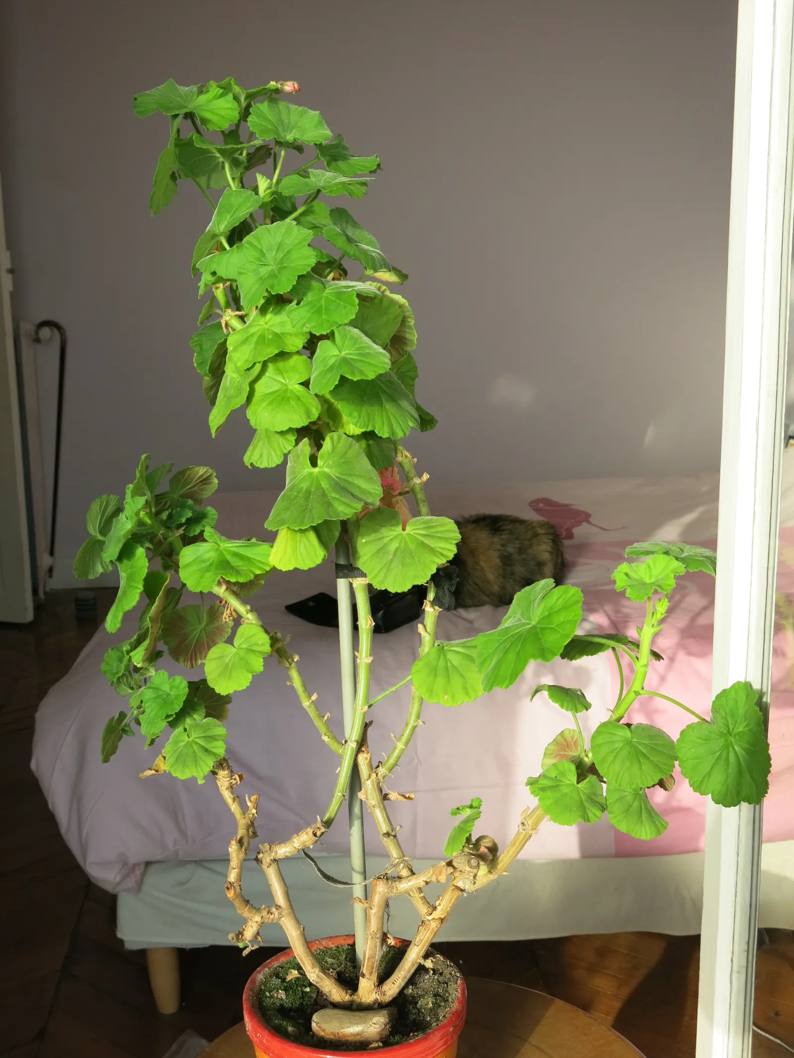 Cranesbill (Pelargonium hortorum) — <br><br>To ensure continuous blooms, deadheading spent flowers is recommended