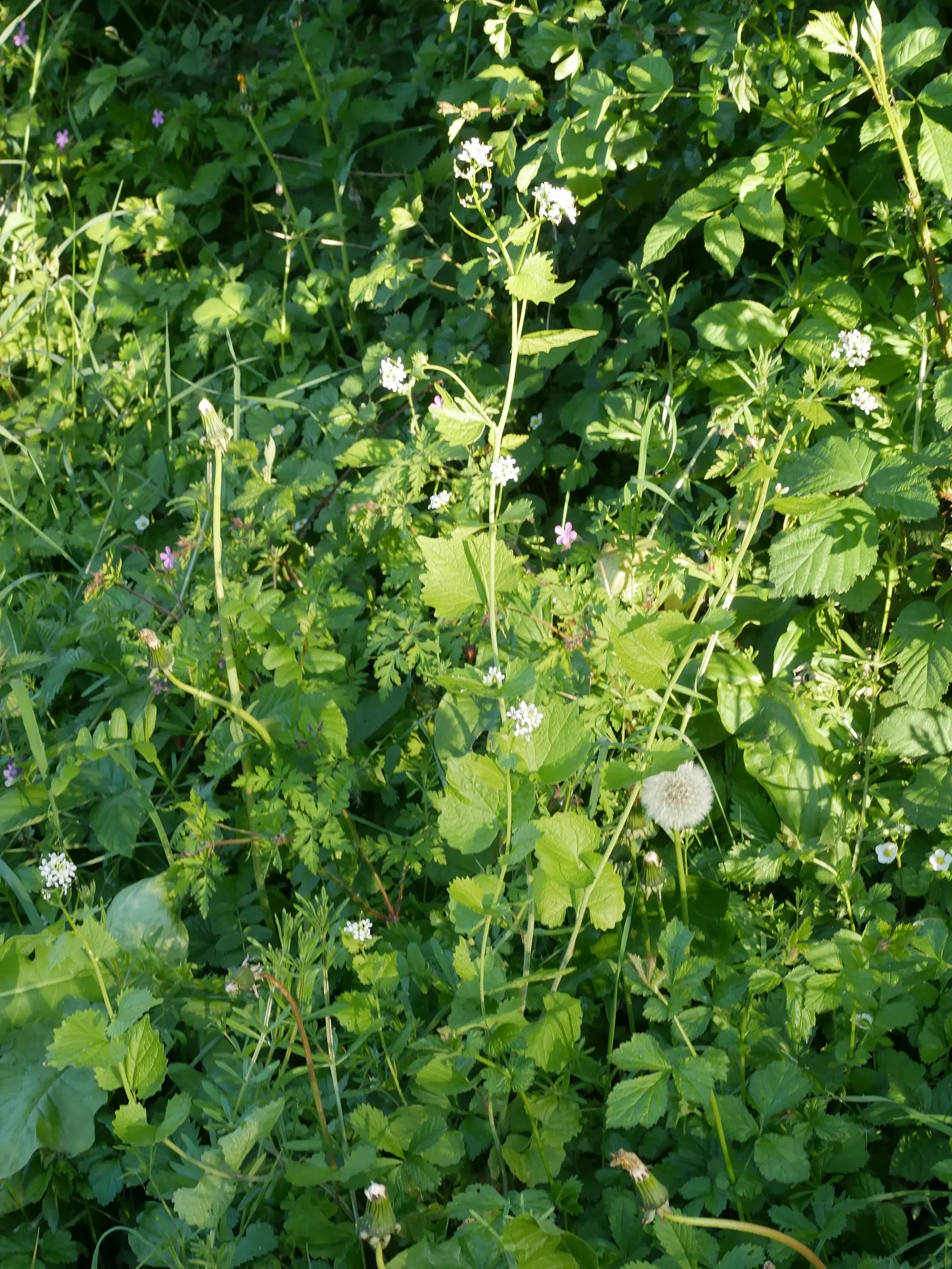 Cranesbill (Pelargonium hortorum) — offering low maintenance and high visual impact in the landscape; hardy in USDA zones 10-11