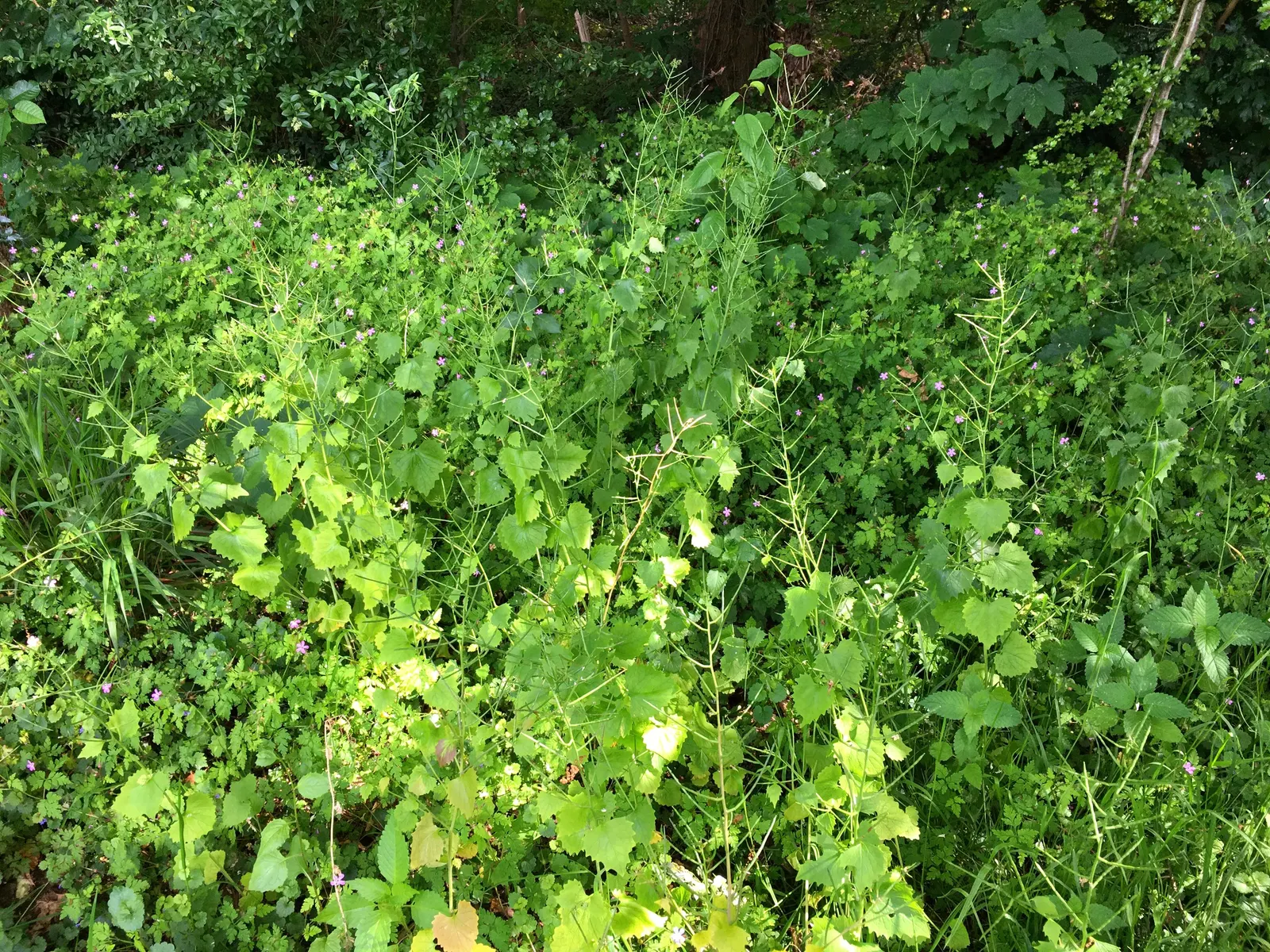 Cranesbill (Pelargonium hortorum) — This perennial, often grown as an annual in cooler climates, thrives in USDA hardiness zones 9 to 12; allowing the soil to