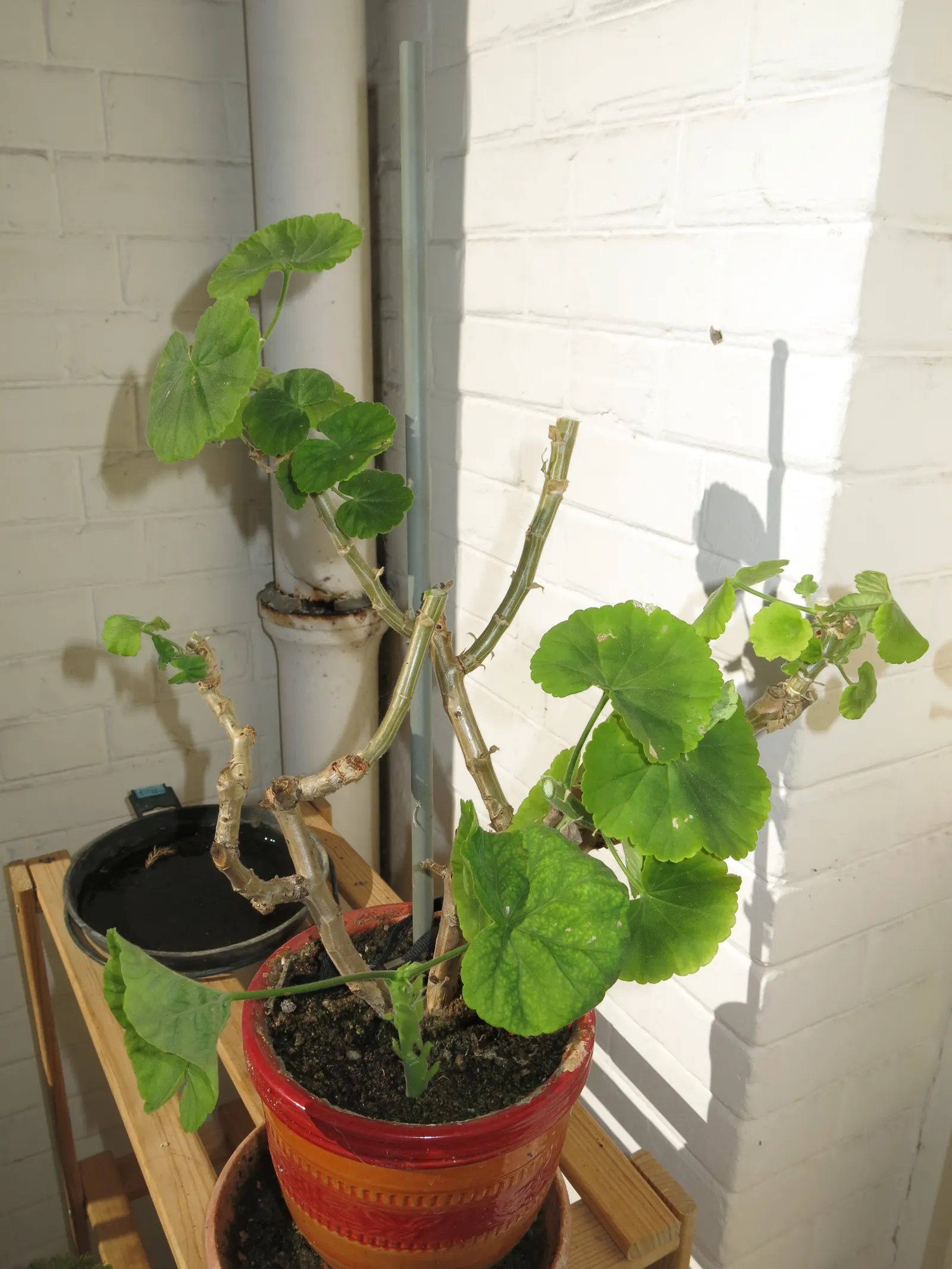 Cranesbill (Pelargonium hortorum) — The Red Geranium (Pelargonium spp.)