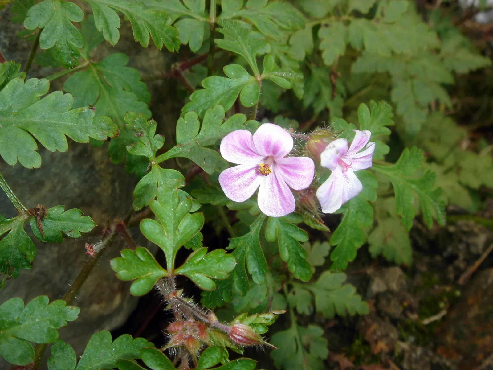 Cranesbill (Pelargonium hortorum) — Modest growth, reaching 12-18 inches in height and spread, makes it an ideal choice for borders and containers, image 69