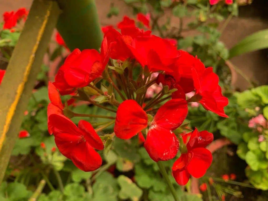 Cranesbill (Pelargonium hortorum) — Regular deadheading encourages continuous flowering; with a robust growth habit