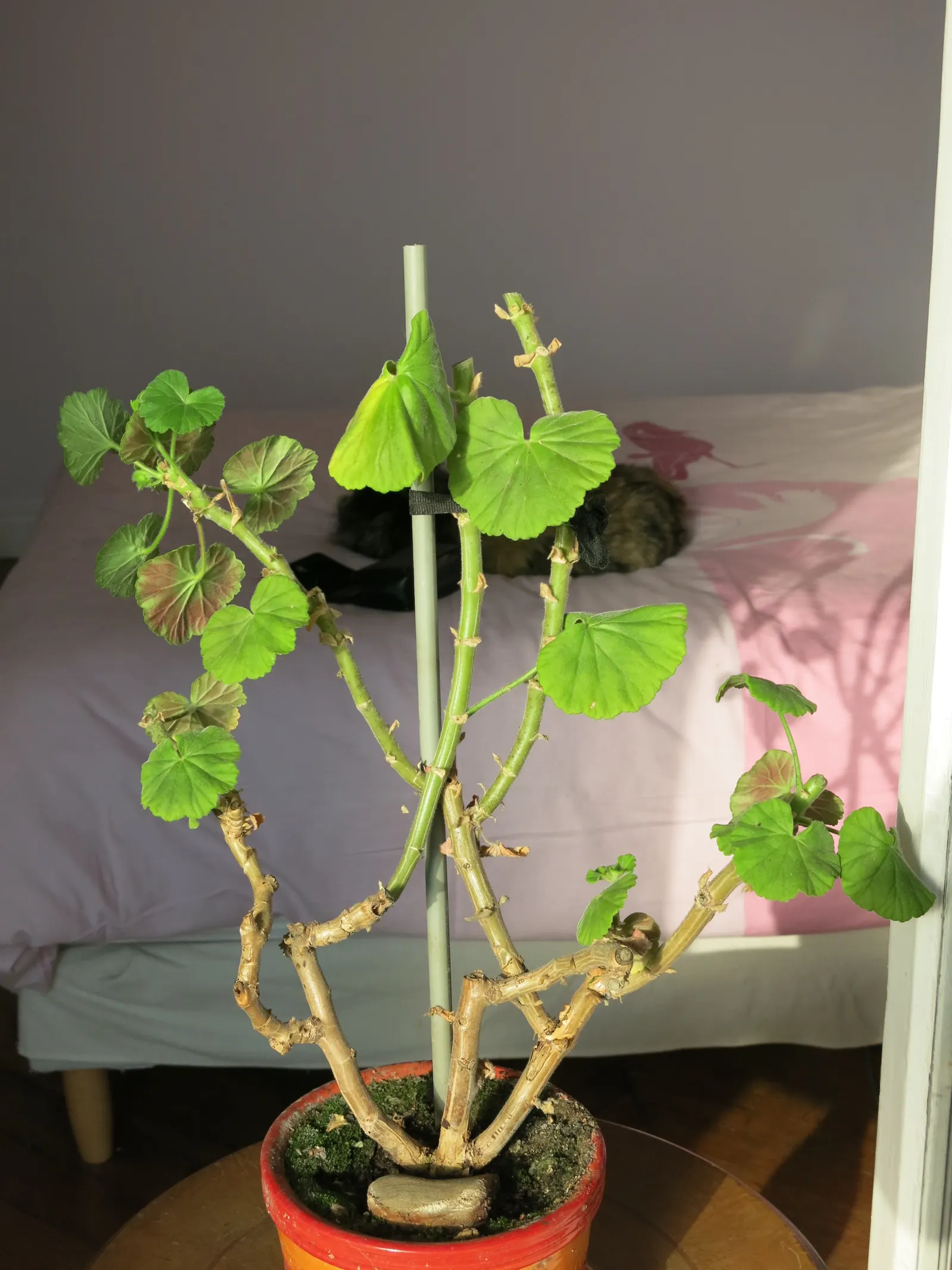 Cranesbill (Pelargonium hortorum) — green backdrop for the intense red flowers