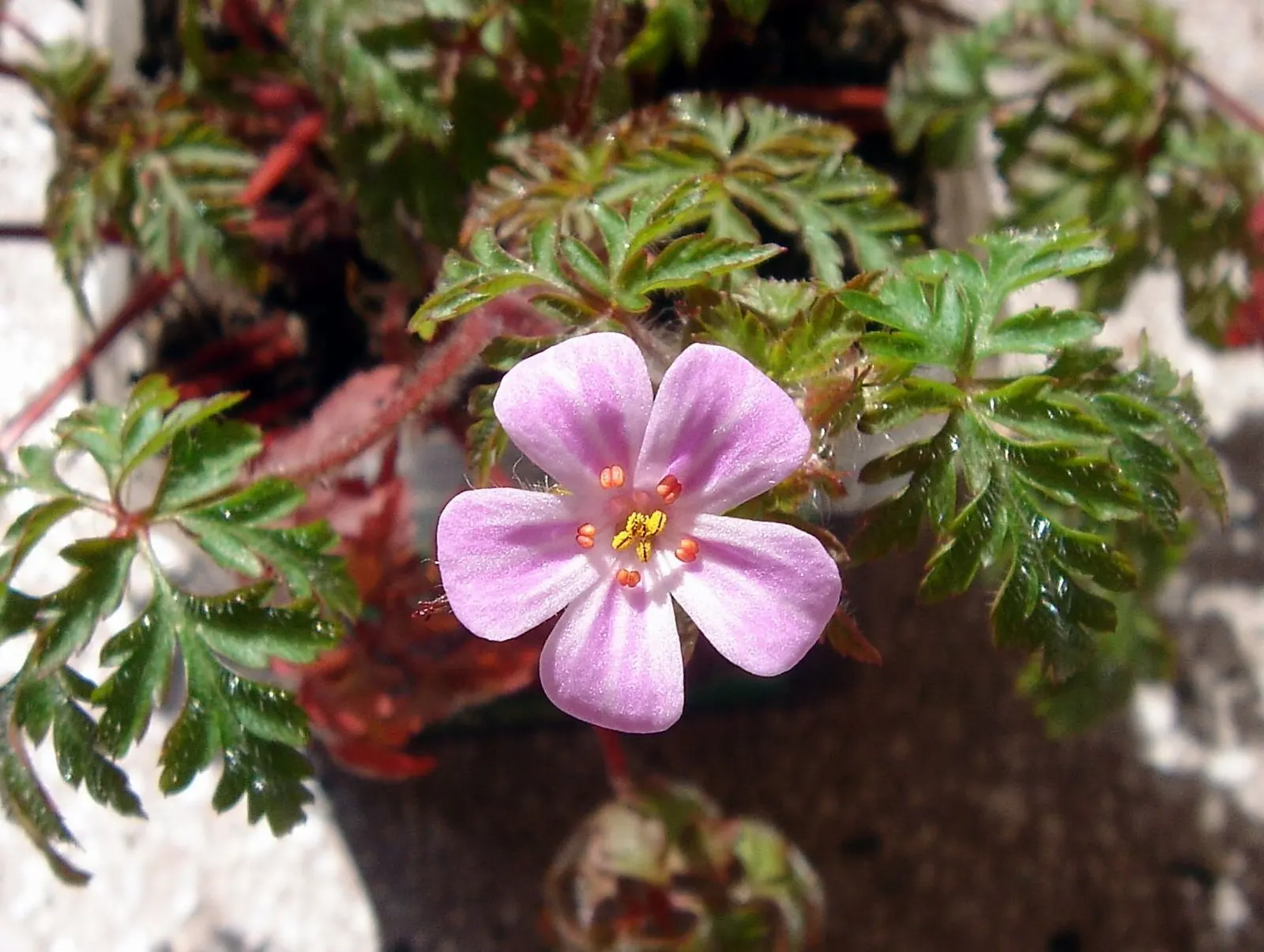 Cranesbill (Pelargonium hortorum) — Hardy in USDA zones 10-11; red Geraniums perform best in full sun to partial shade, image 72