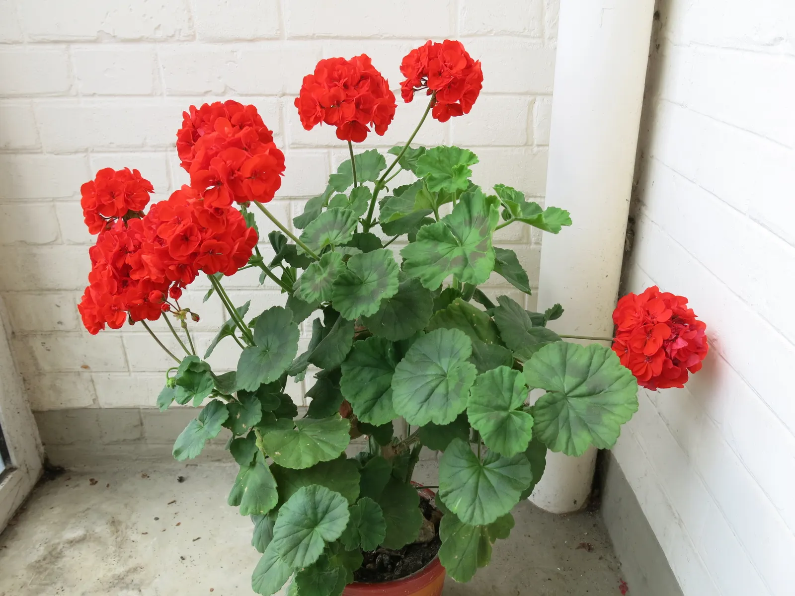 Cranesbill (Pelargonium hortorum) — ensuring a compact and rounded form