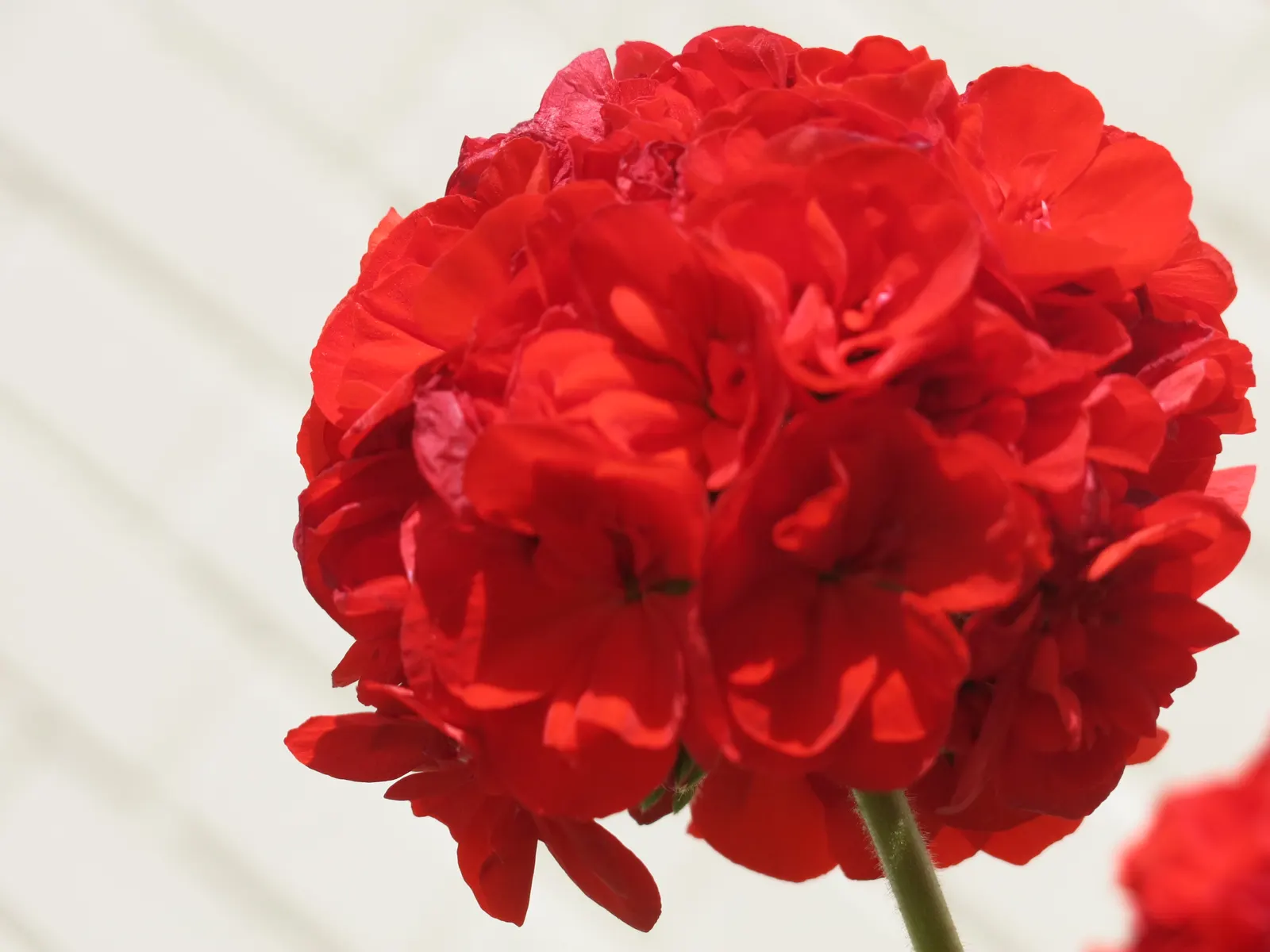Cranesbill (Pelargonium hortorum) — Its lush foliage, spanning 4-5 inches, offers a lush backdrop; <br><br>To ensure continuous blooms, deadheading spent