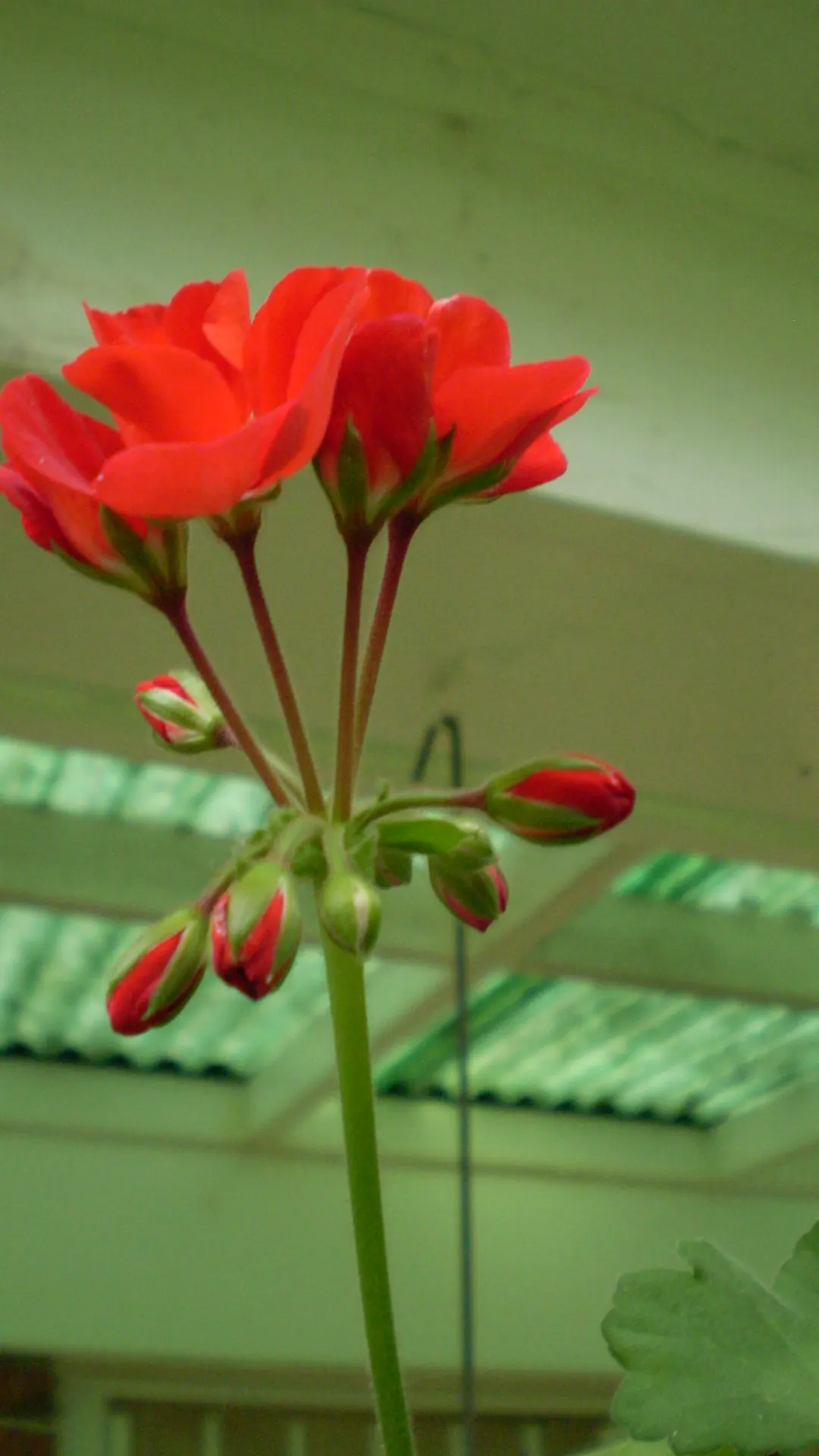 Cranesbill (Pelargonium hortorum) — This geranium variety is ideal for container plantings; also, a slow-release fertilizer can encourage robust growth and