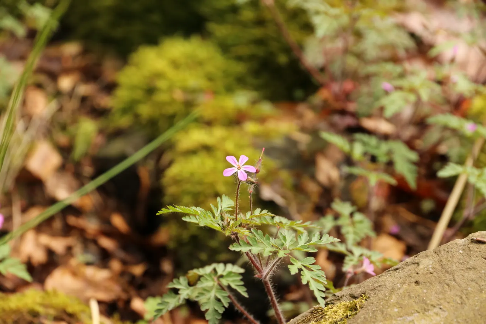 Cranesbill (Pelargonium hortorum) — Loves full sun and well-draining soil; regular deadheading encourages continuous flowering
