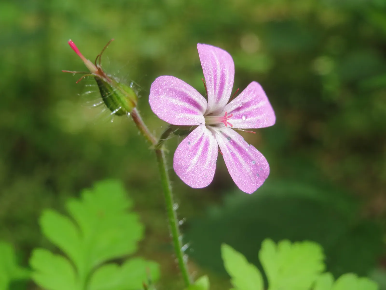 Cranesbill (Pelargonium hortorum) — The Red Geranium (Pelargonium spp.); its lush foliage, spanning 4-5 inches, offers a lush backdrop, image 65