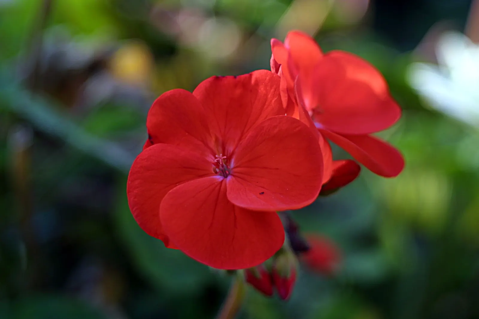 Cranesbill (Pelargonium hortorum) — They prefer well-drained soil and should be watered regularly; multi-colored and red flowers in the garden