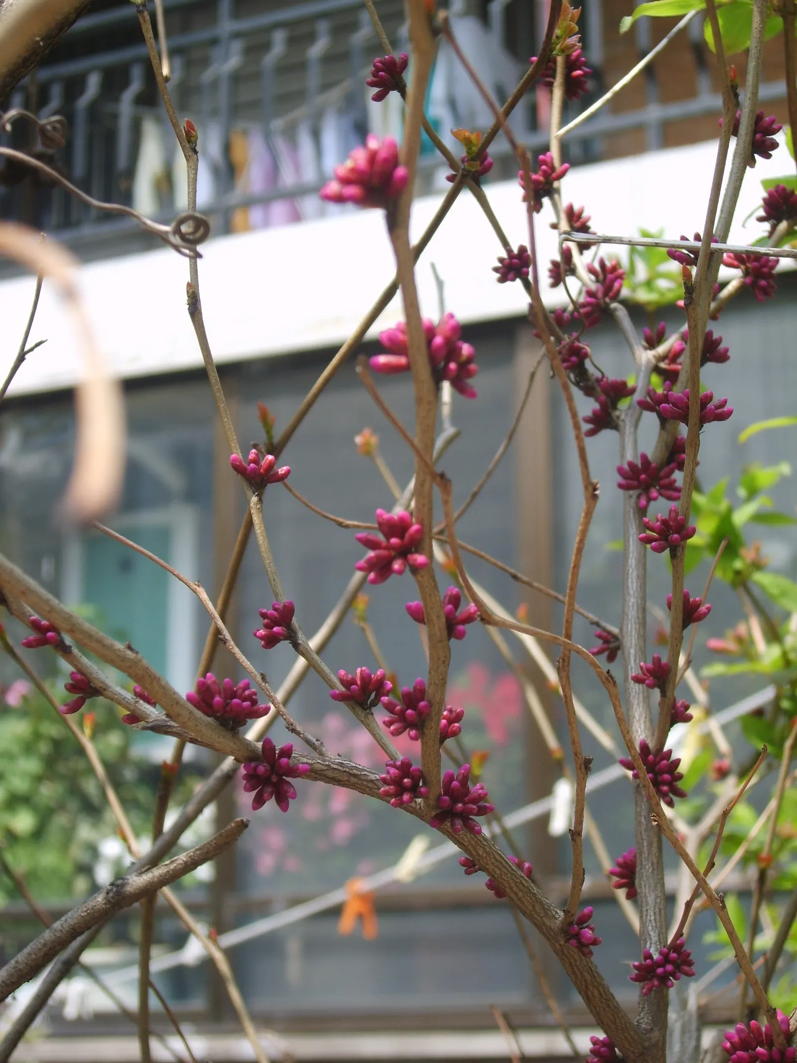 Chinese Redbud (Cercis Chinensis) — particularly in the tree's formative years