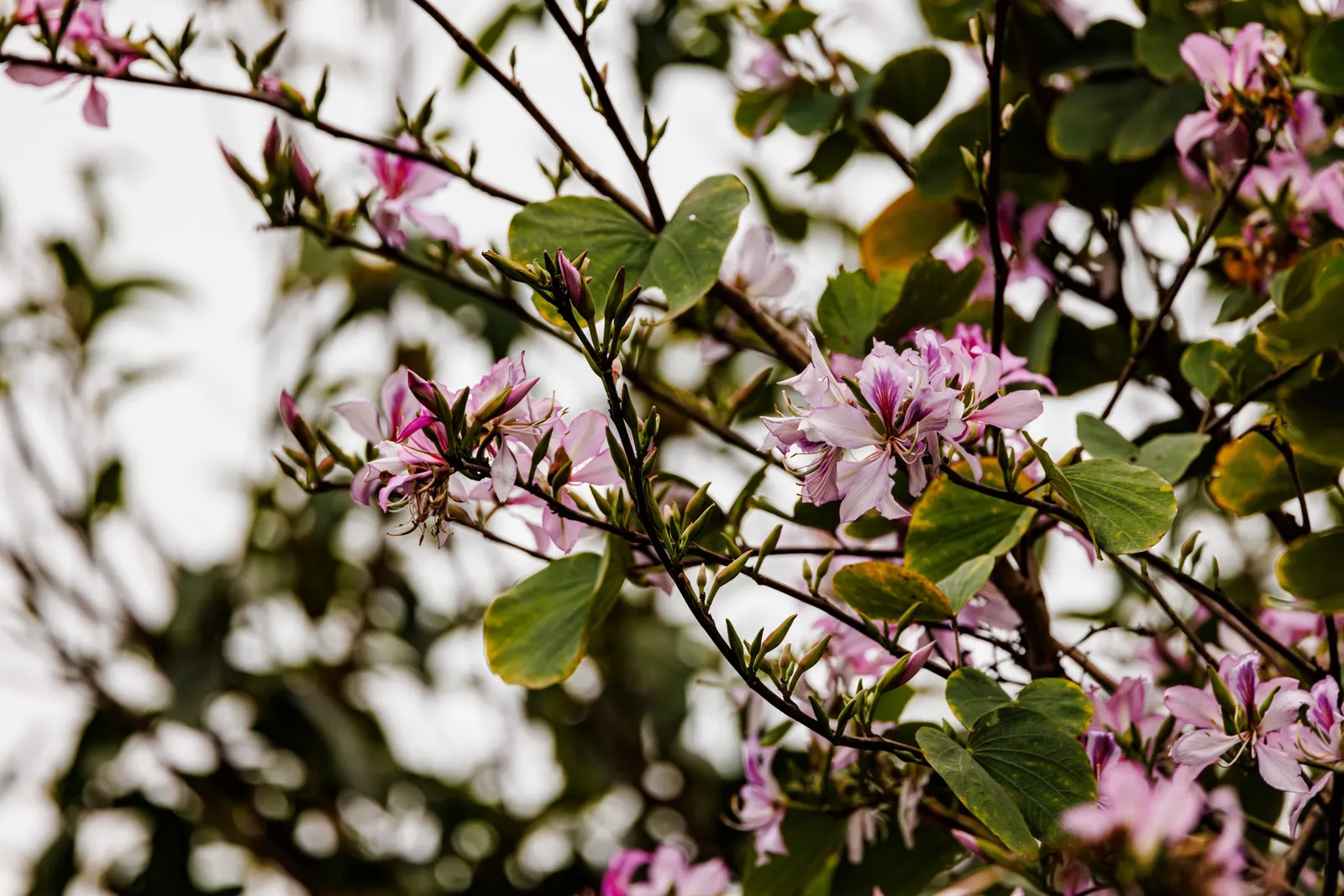 Chinese Redbud (Cercis Chinensis) — flattened seed pods ranging from 2 to 4 inches in length