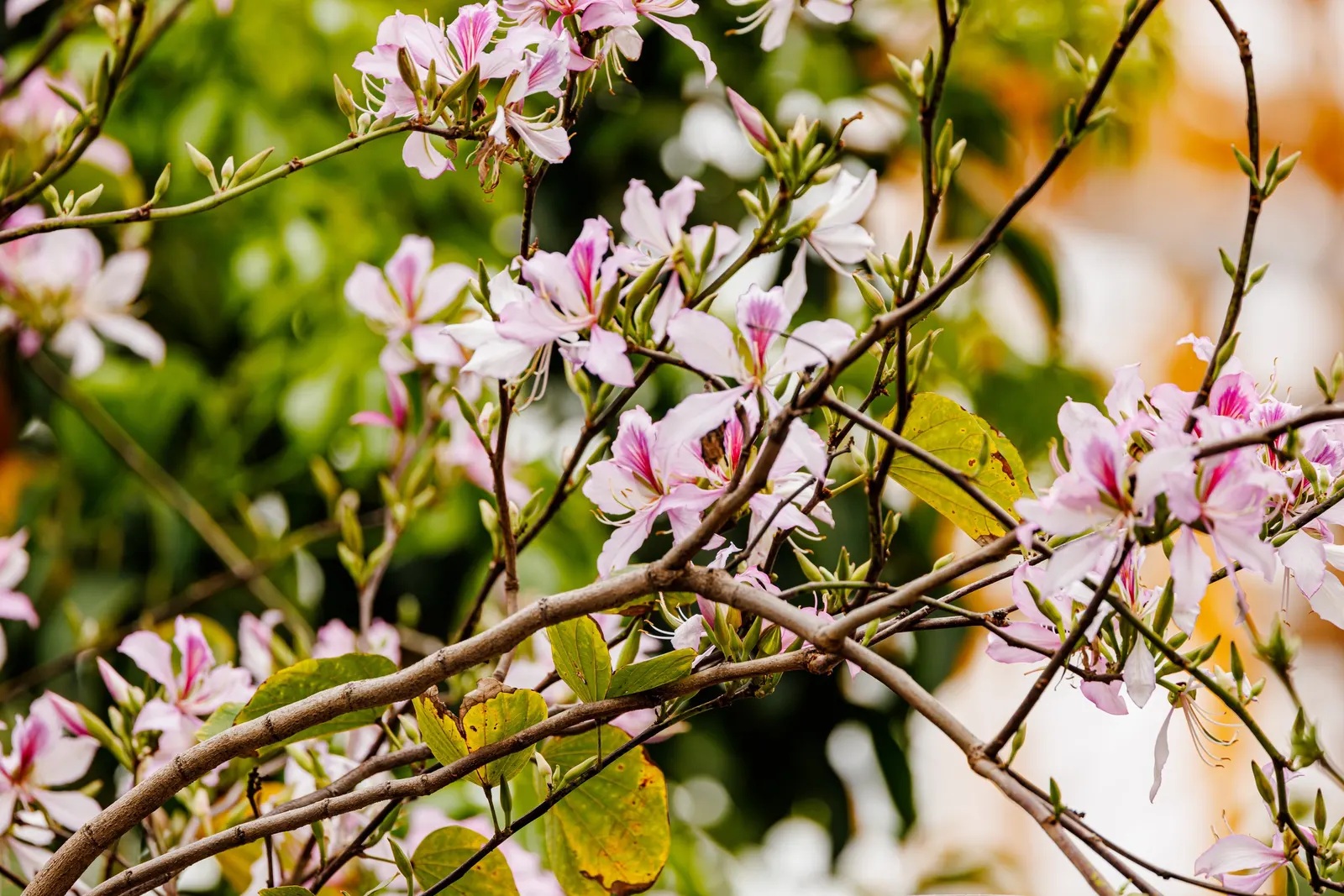 Chinese Redbud (Cercis Chinensis) — flattened seed pods ranging from 2 to 4 inches in length; deciduous ornamental tree highly prized for its splendid