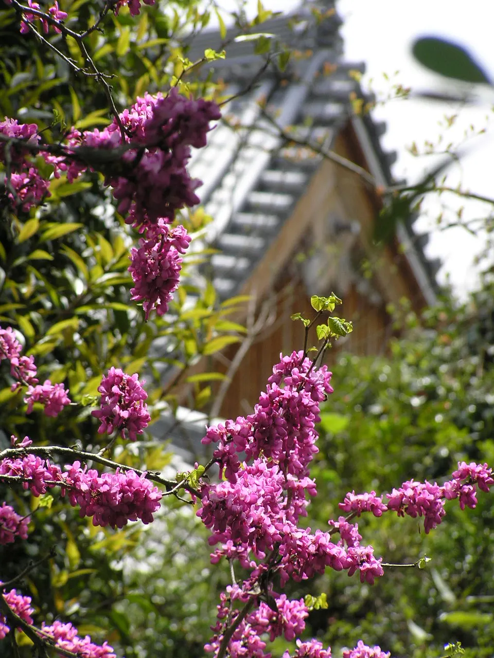 Chinese Redbud (Cercis Chinensis) — creating a breathtaking floral exhibit in early to mid-spring; this tree prefers full sun to partial shade and thrives in