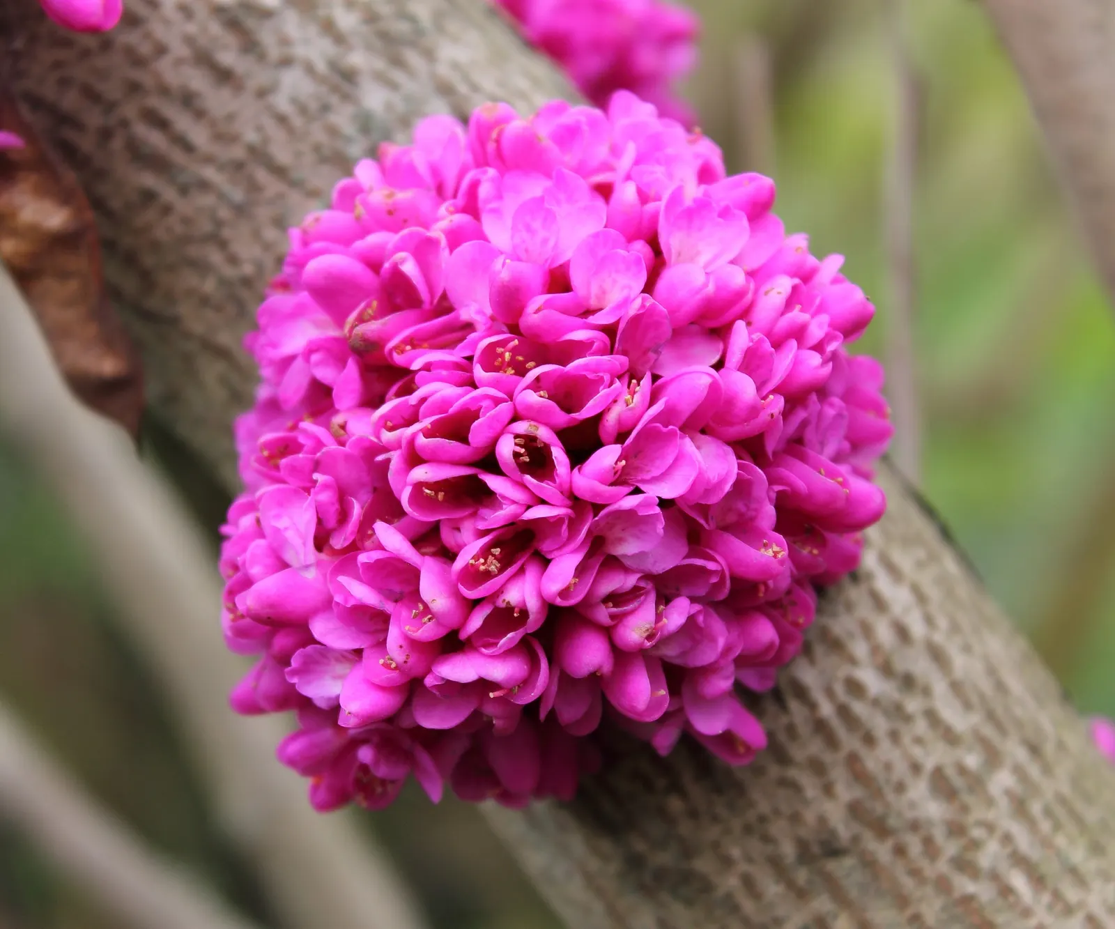 Chinese Redbud (Cercis Chinensis) — The Chinese Redbud (Cercis chinensis) is a spectacular spring bloomer