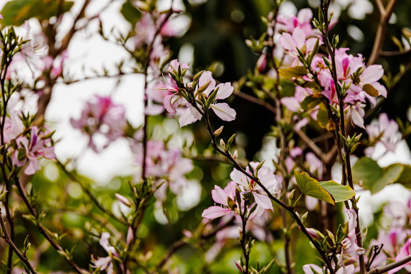 Chinese Redbud (Cercis Chinensis) — particularly in the tree's formative years; purple and red flowers in the garden