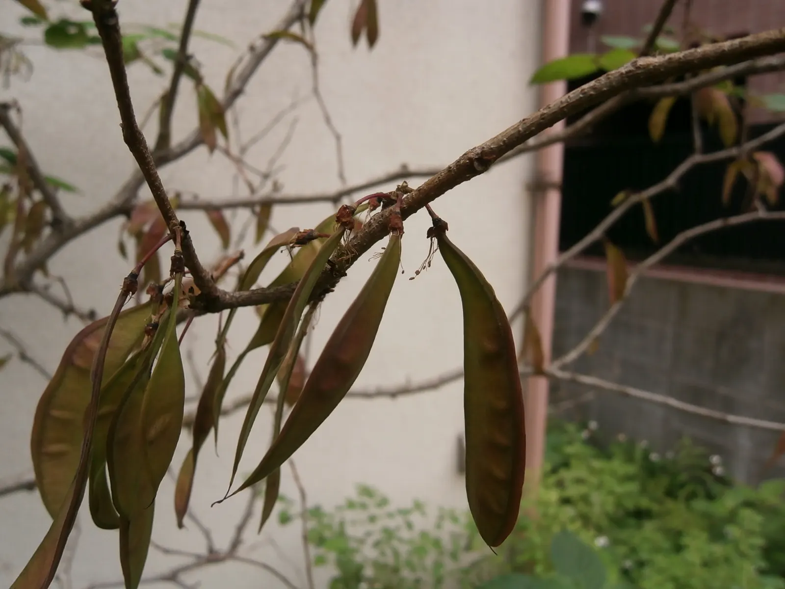 Chinese Redbud (Cercis Chinensis) — The Chinese Redbud (Cercis chinensis) is a spectacular spring bloomer; heart-shaped leaves emerge after, image 59