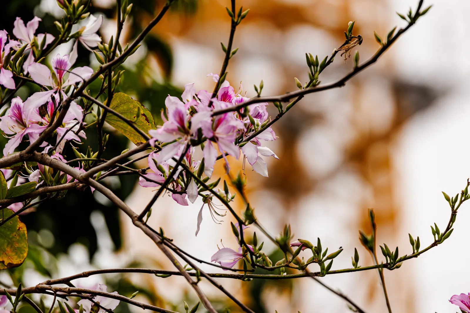 Chinese Redbud (Cercis Chinensis) — Hardy and low-maintenance, it adds vibrant color to compact spaces or as an understory feature; the dense clusters of