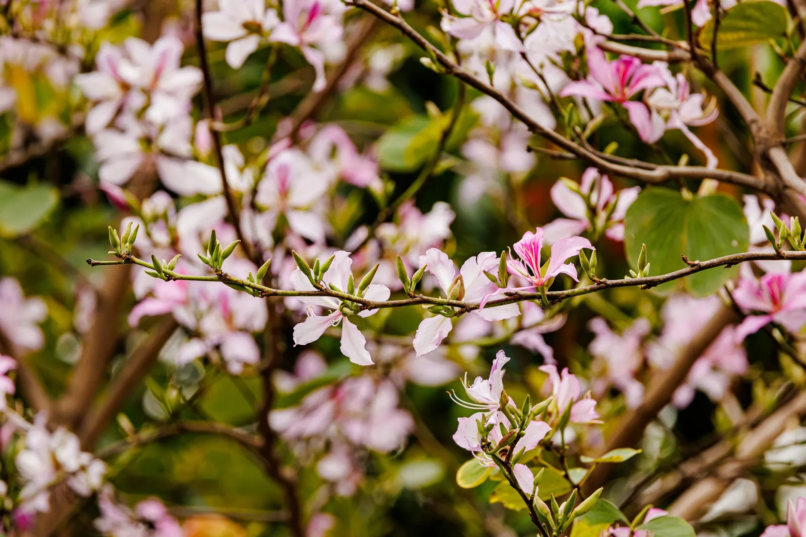 Chinese Redbud (Cercis Chinensis) — beyond occasional pruning to maintain shape and remove any deadwood; hardy and low-maintenance, it adds vibrant color to