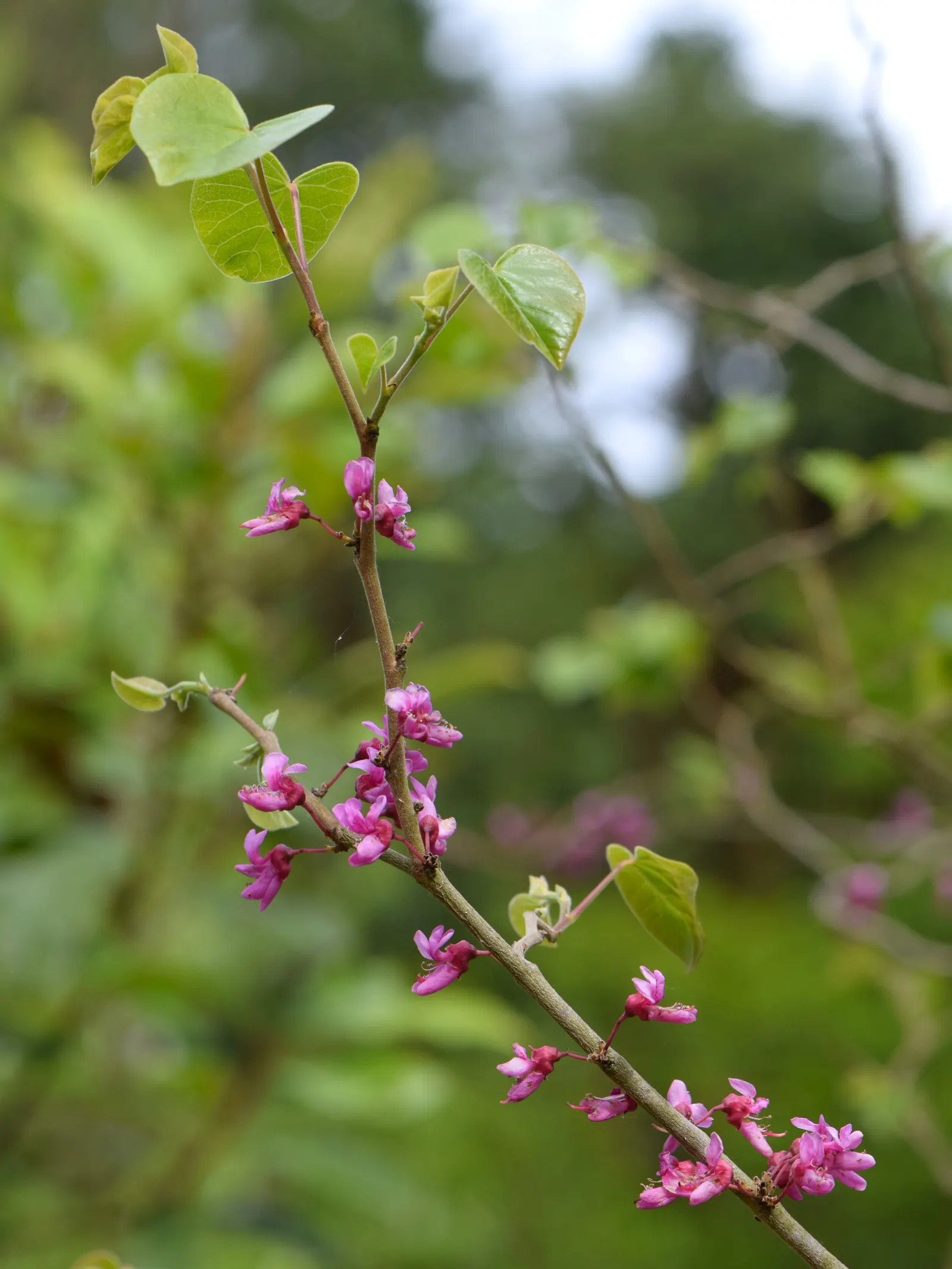 Chinese Redbud (Cercis Chinensis) — shrub / tree with purple and red blooms; ample space should be allocated to accommodate its mature width