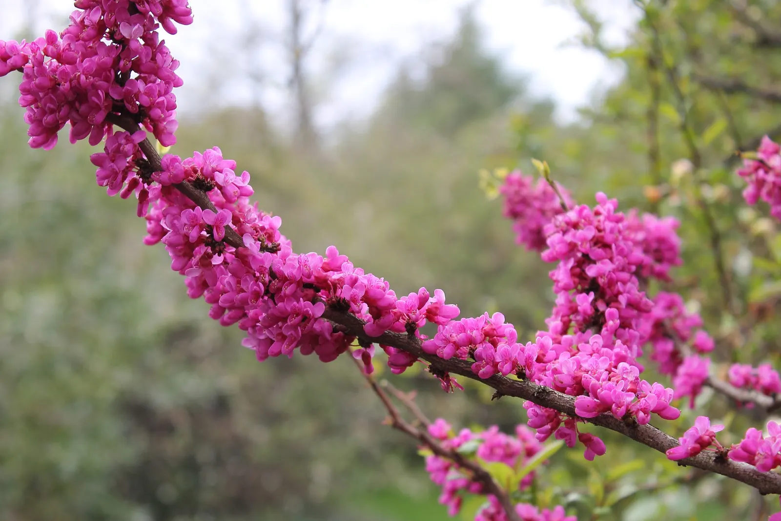 Chinese Redbud (Cercis Chinensis) — Ample space should be allocated to accommodate its mature width; flattened seed pods ranging from 2 to 4 inches in length