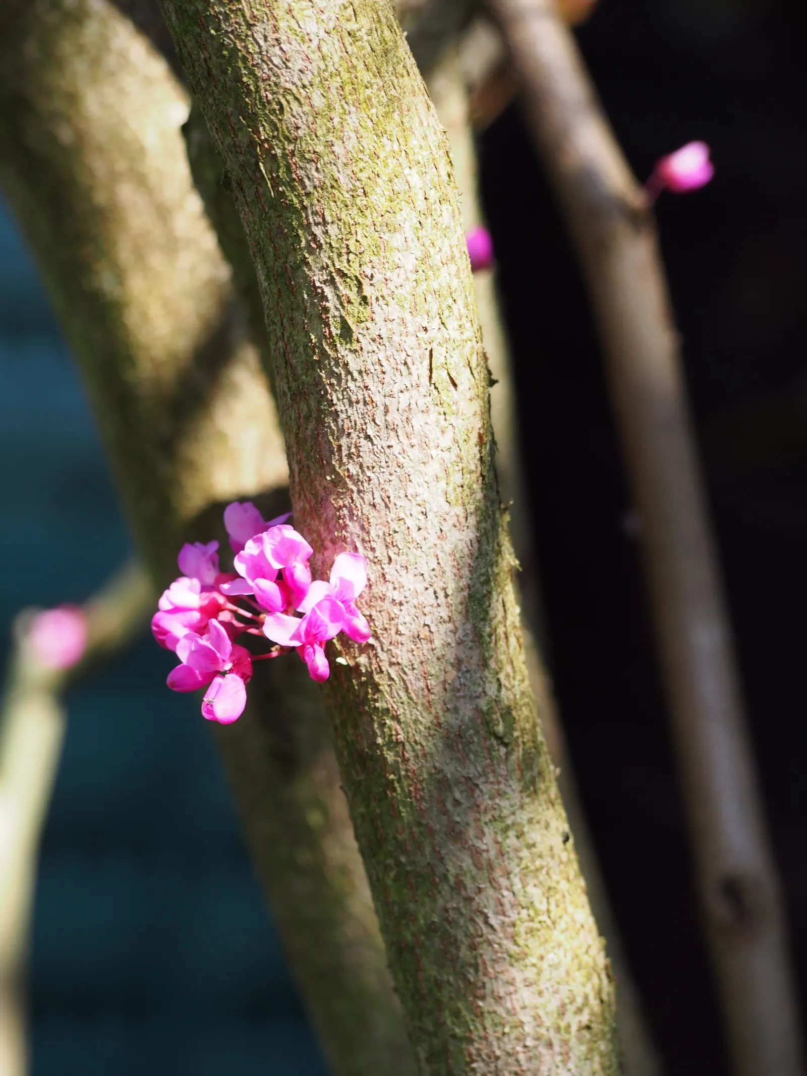 Chinese Redbud (Cercis Chinensis) — This tree prefers full sun to partial shade and thrives in well-drained soils; beyond occasional pruning to maintain shape