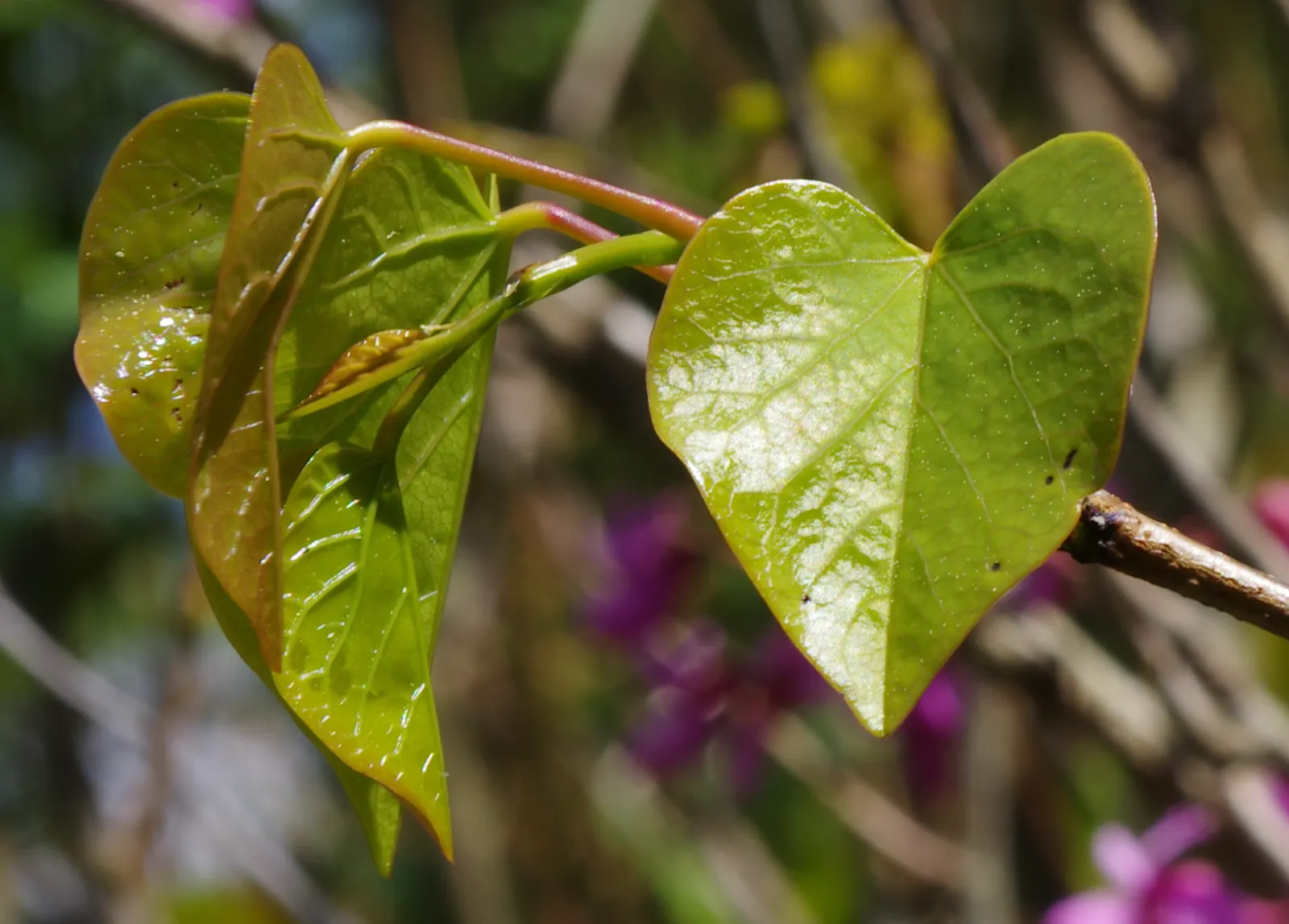 Chinese Redbud (Cercis Chinensis) — ensuring the full visual impact of its floral canopy; its low canopy makes it an excellent choice for underplanting with