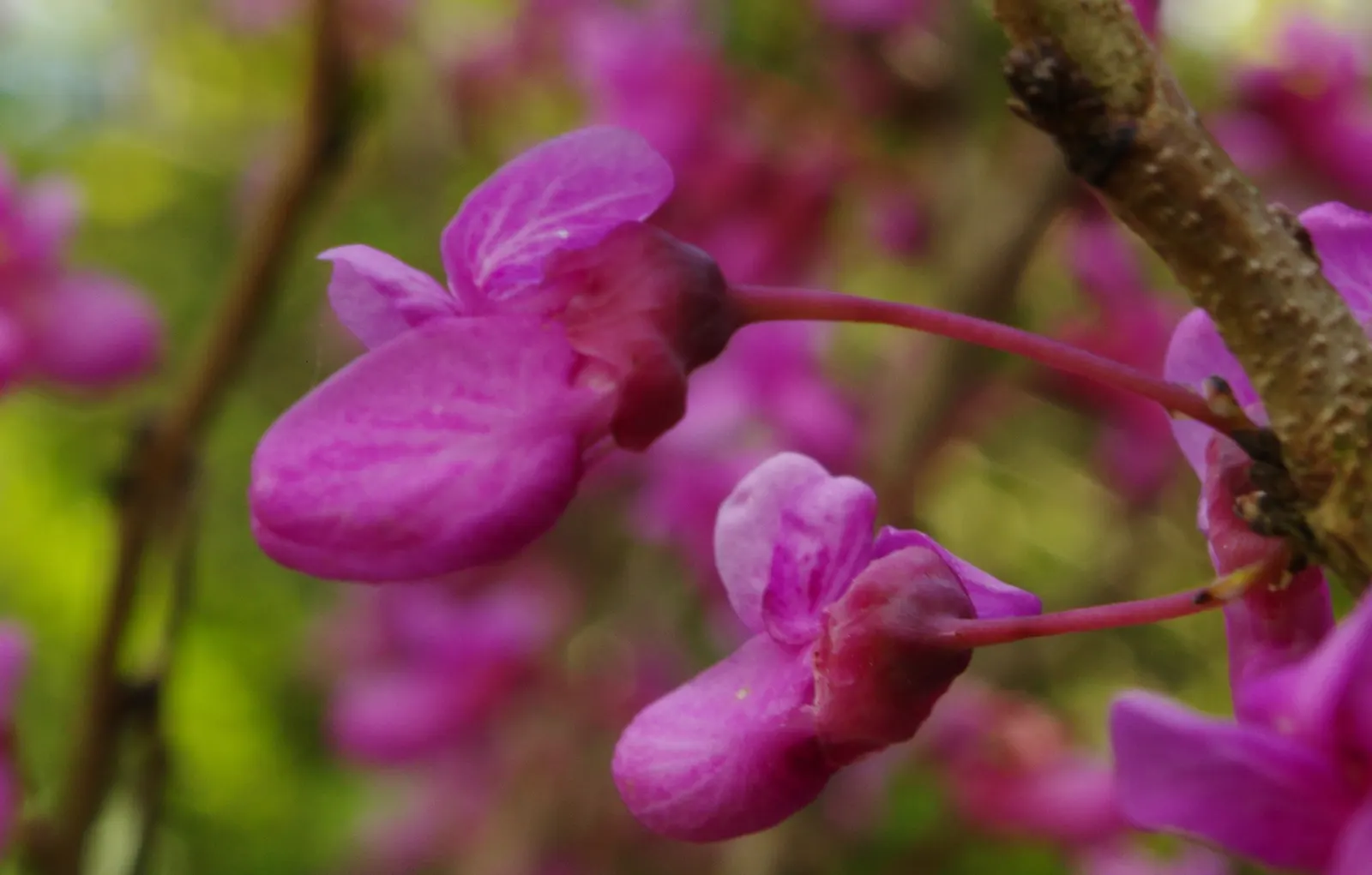 Chinese Redbud (Cercis Chinensis) — Prefers full sun to partial shade and well-drained soil