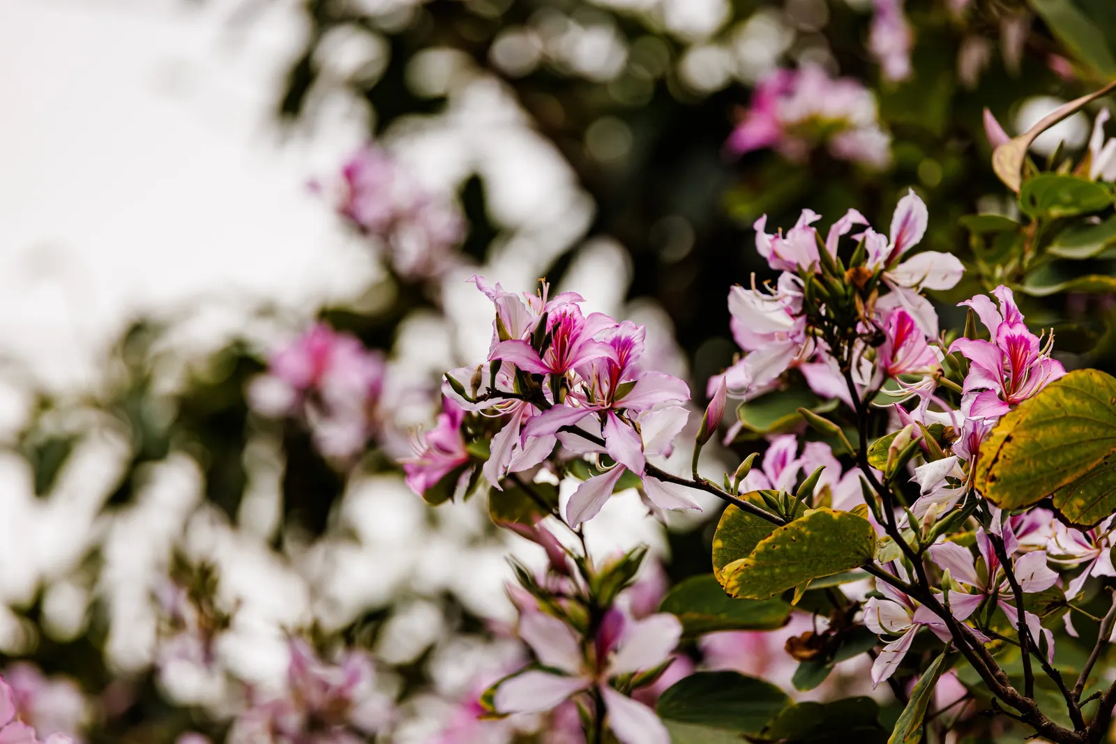 Chinese Redbud (Cercis Chinensis) — purple and red flowers in the garden