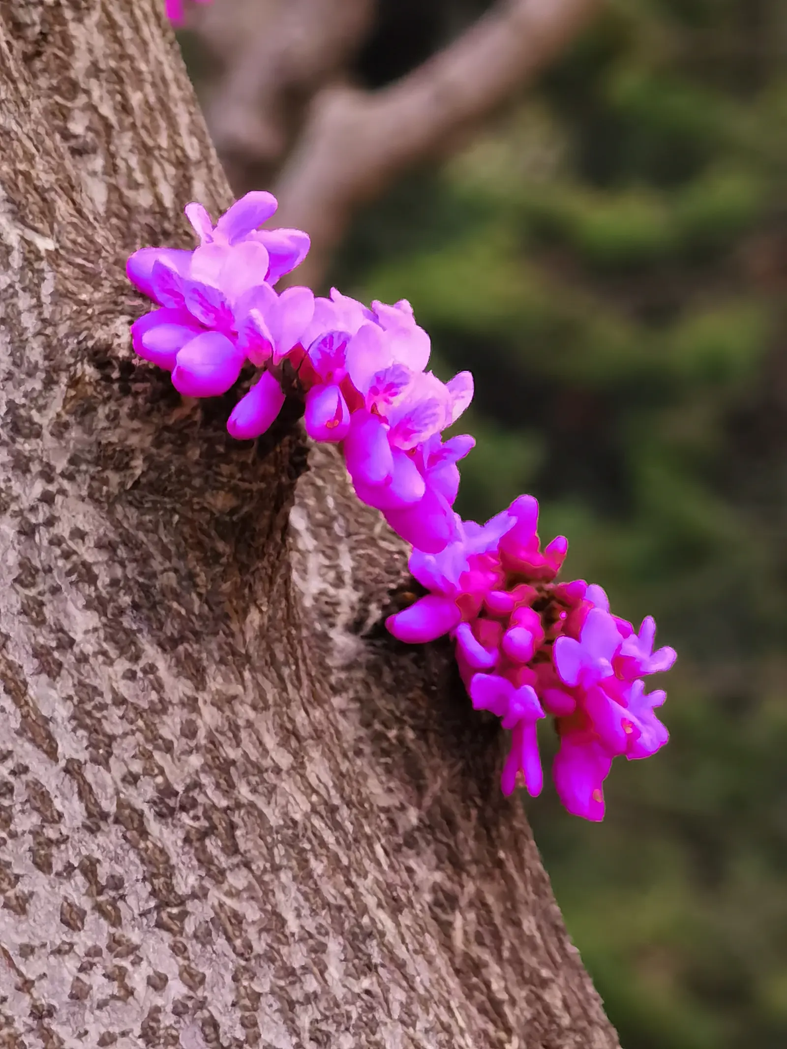 Chinese Redbud (Cercis Chinensis) — shrub / tree with purple and red blooms