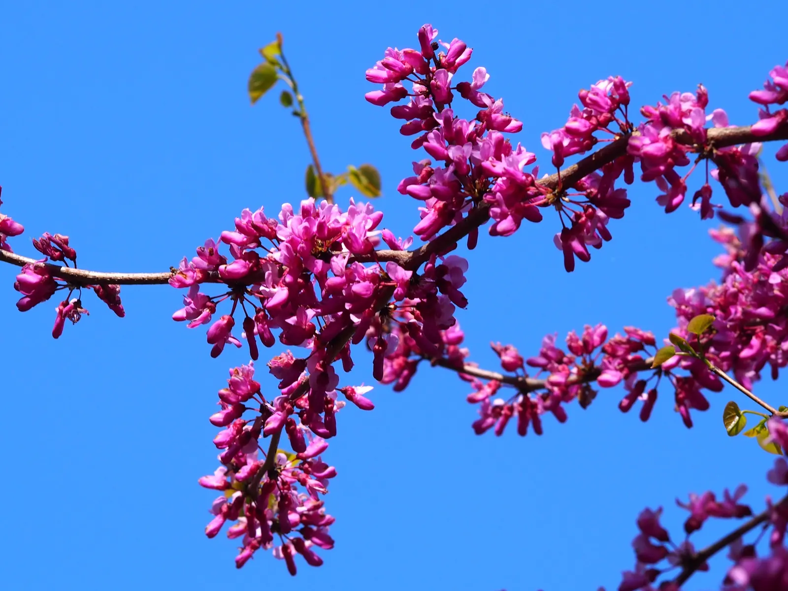 Chinese Redbud (Cercis Chinensis) — purple and red flowers in the garden; each about 1/2 inch across