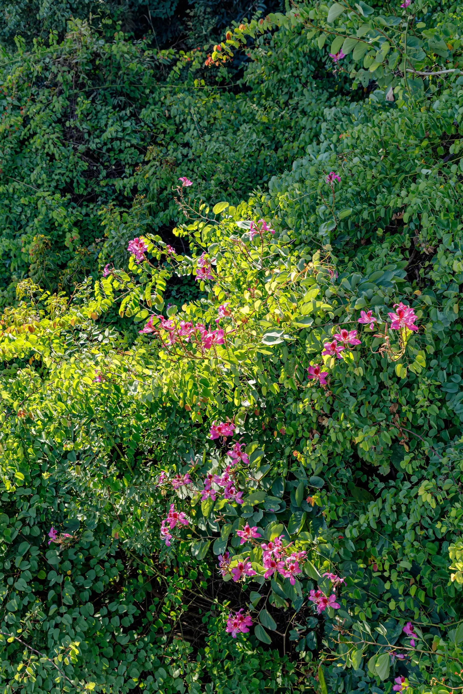 Chinese Redbud (Cercis Chinensis) — This deciduous shrub or small tree reaches 8 to 10 feet in height, with a similar spread