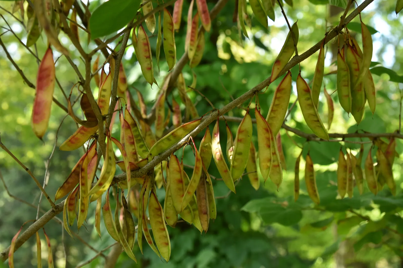Chinese Redbud (Cercis Chinensis) — Before the heart-shaped leaves unfurl