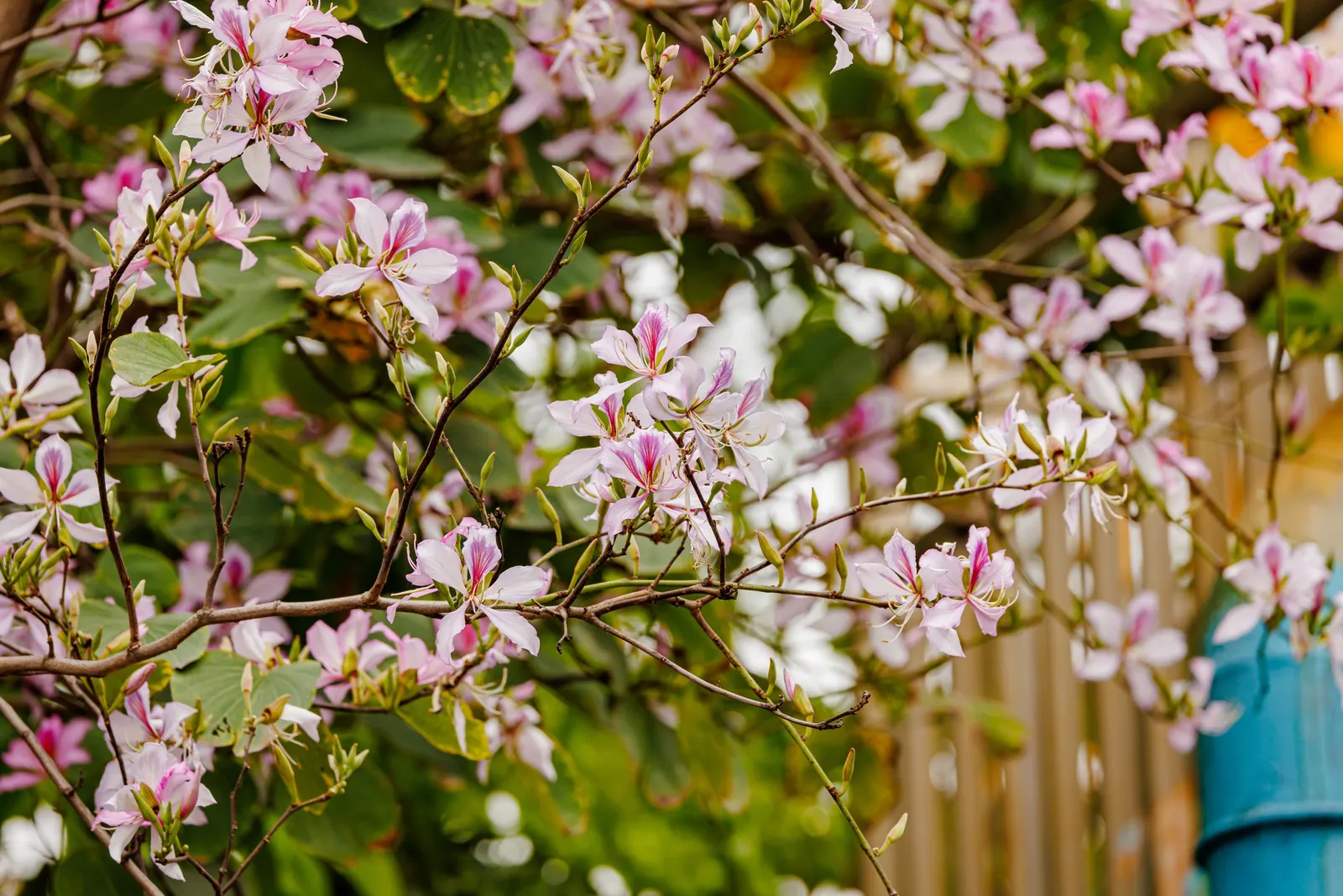 Chinese Redbud (Cercis Chinensis) — Ample space should be allocated to accommodate its mature width